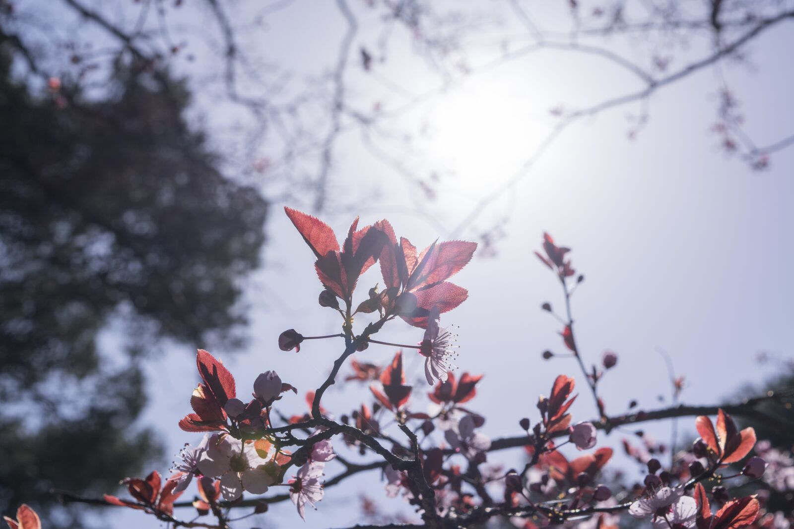 Nikon D5300 sample photo. Flowers, fiori di pesco photography