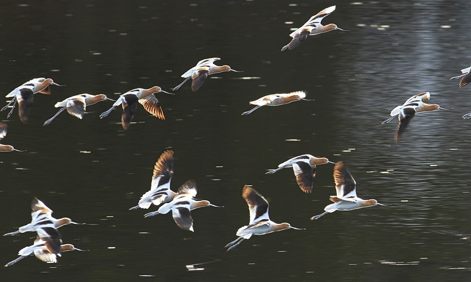 Canon EOS 7D sample photo. American avocets, landing, birds photography