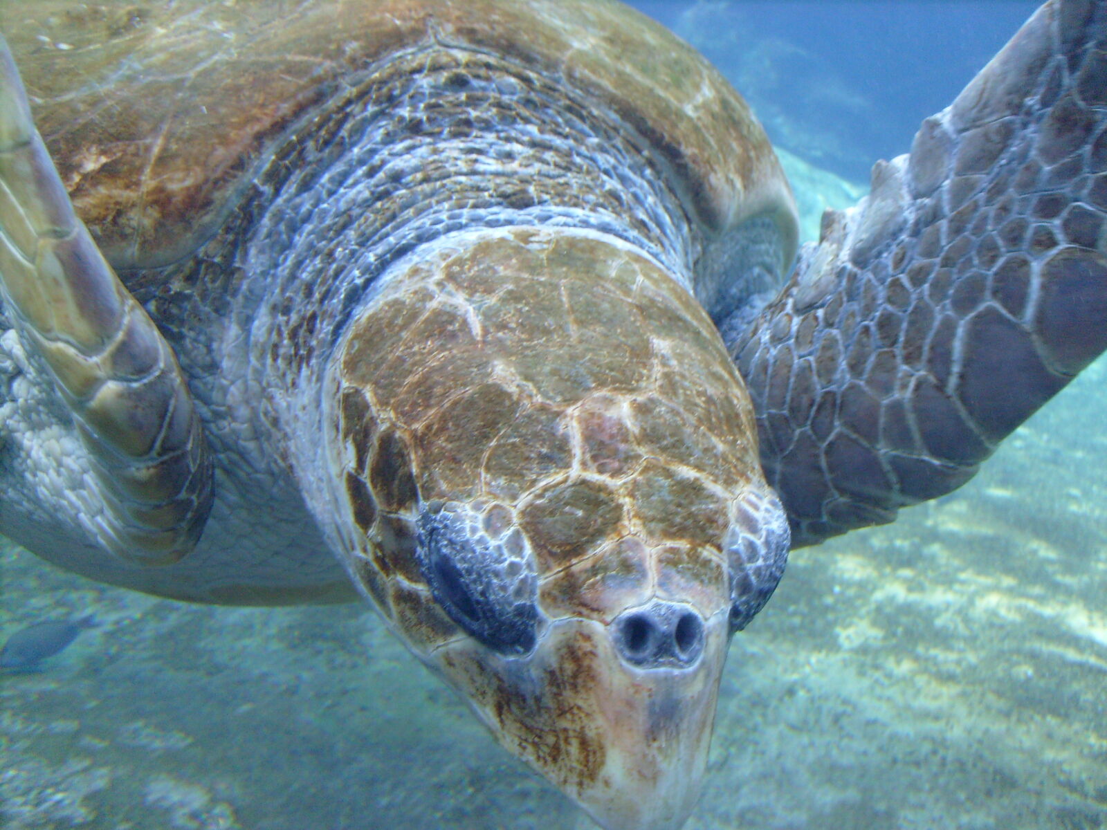 Samsung D70 / D75 / S730 / S750 sample photo. Animal, blue, brown, marine photography