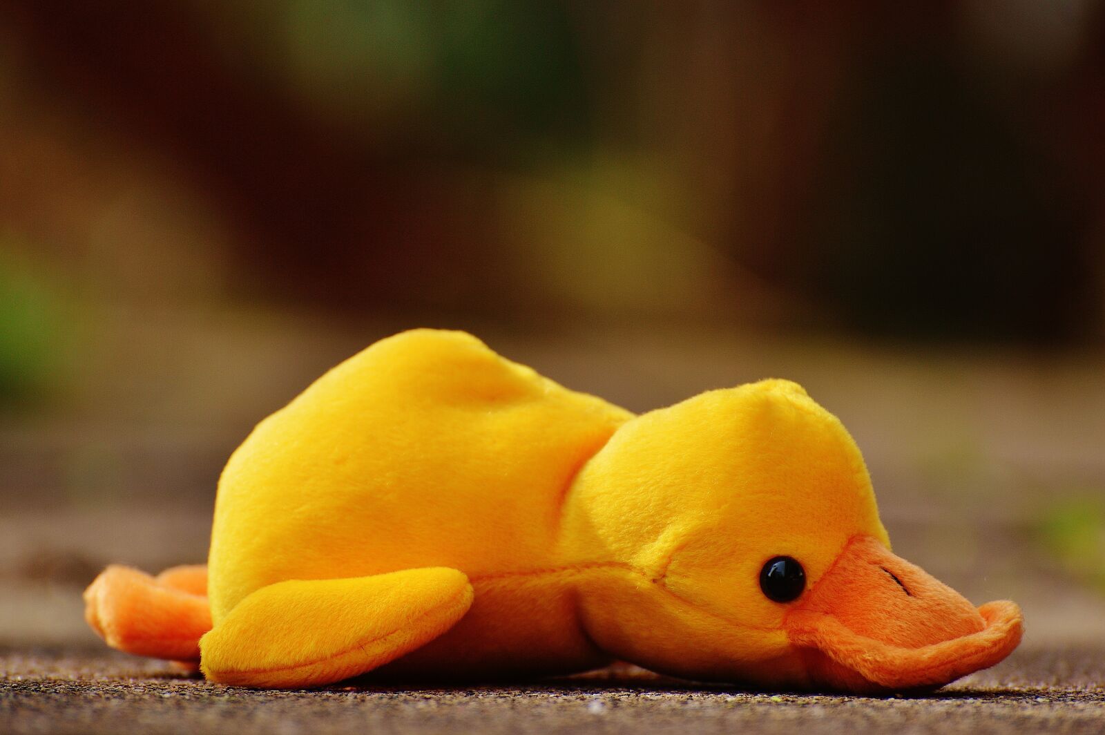 Nikon D3200 sample photo. Duck, funny, soft toy photography