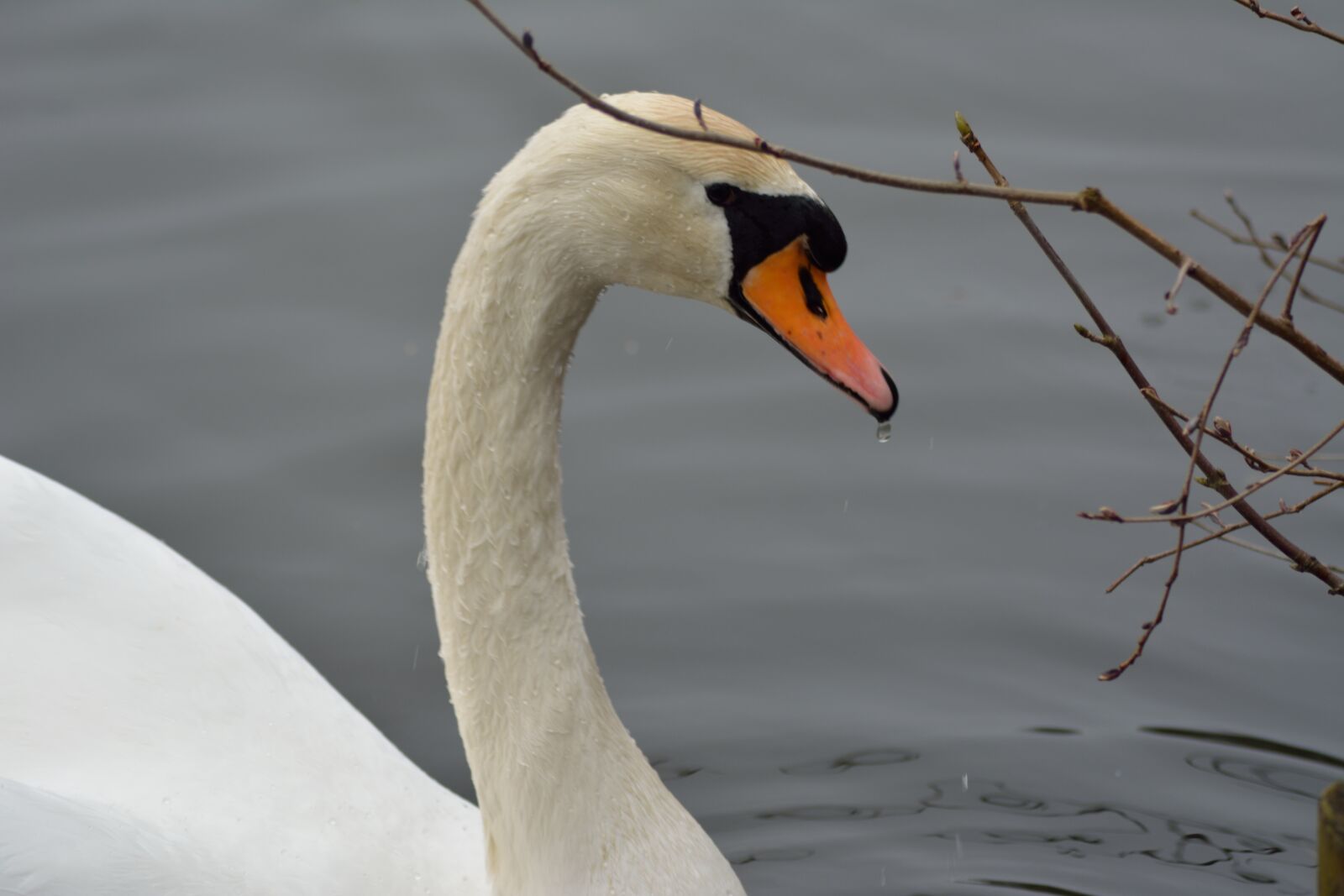 Nikon D5200 sample photo. Swan, lake, water photography