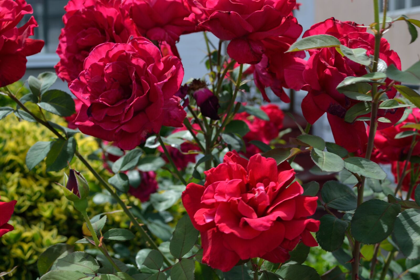 Nikon D3100 sample photo. Red flowers, floral, garden photography