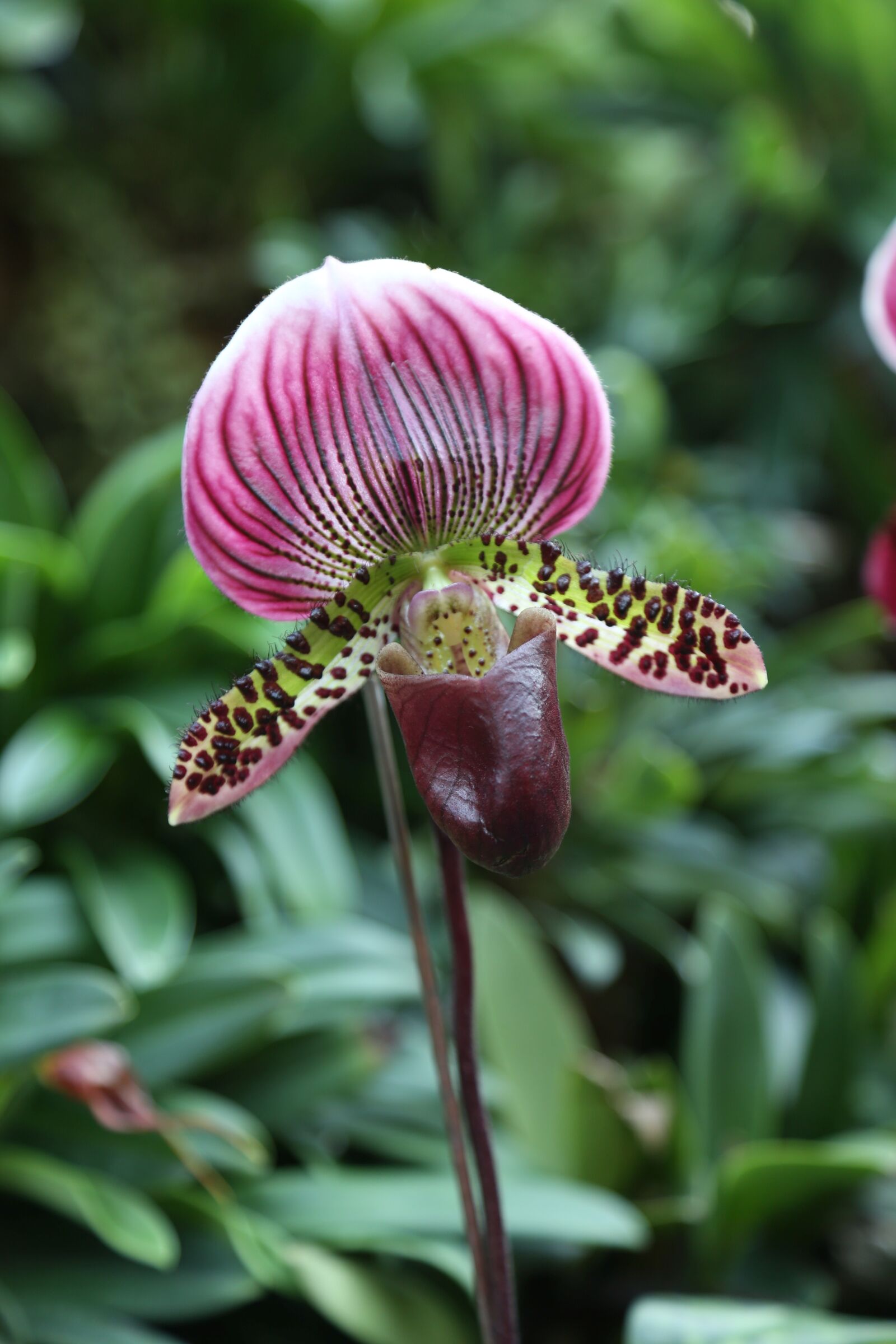 Canon EOS 6D + Canon EF 24-105mm F4L IS USM sample photo. Flower, pitcher plant, nature photography