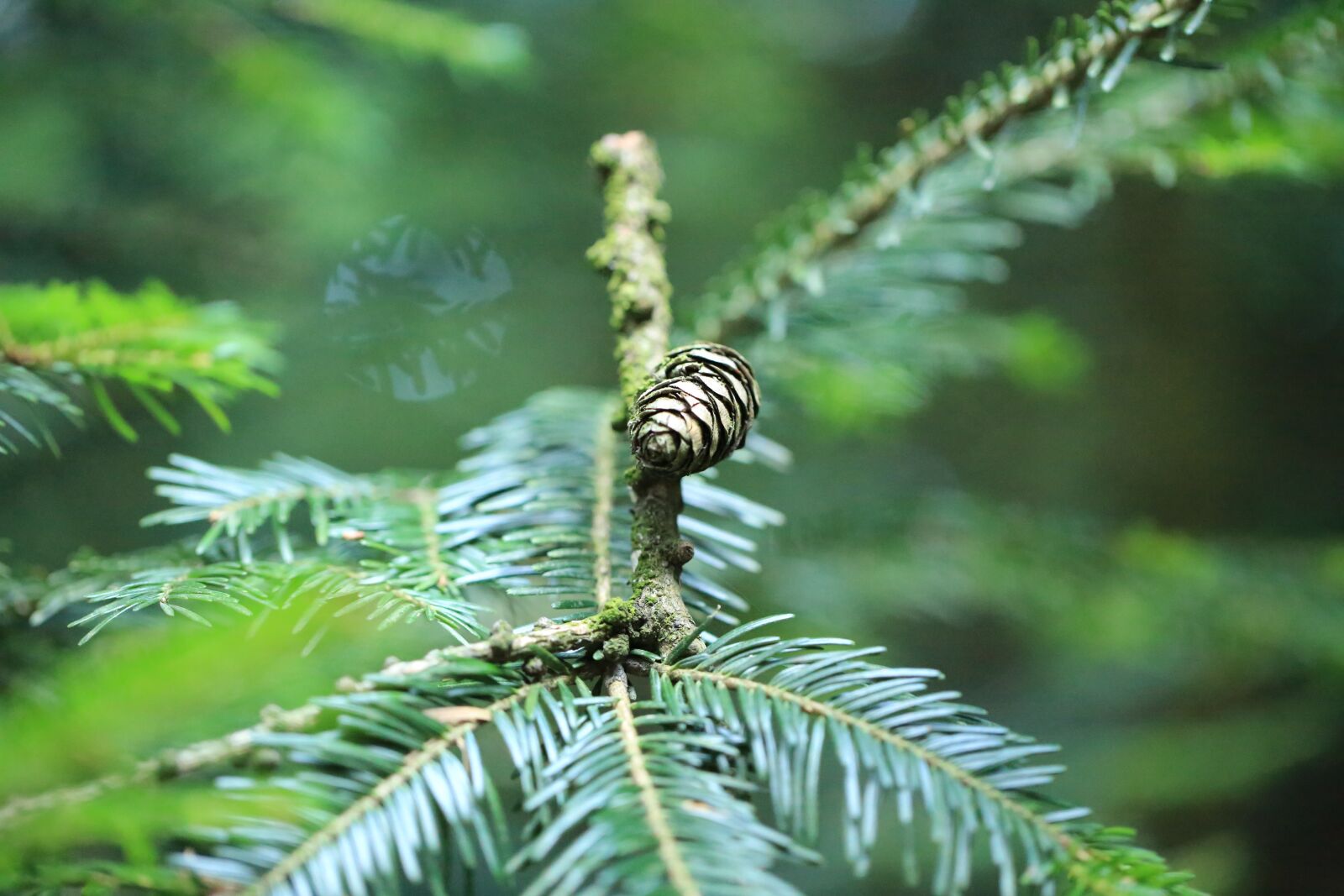 Canon EF 100mm F2.8L Macro IS USM sample photo. Branch, tap, needle branch photography