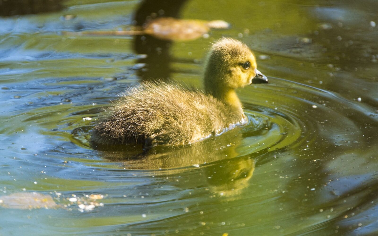 Nikon D4 sample photo. Chicken, canada goose, duck photography
