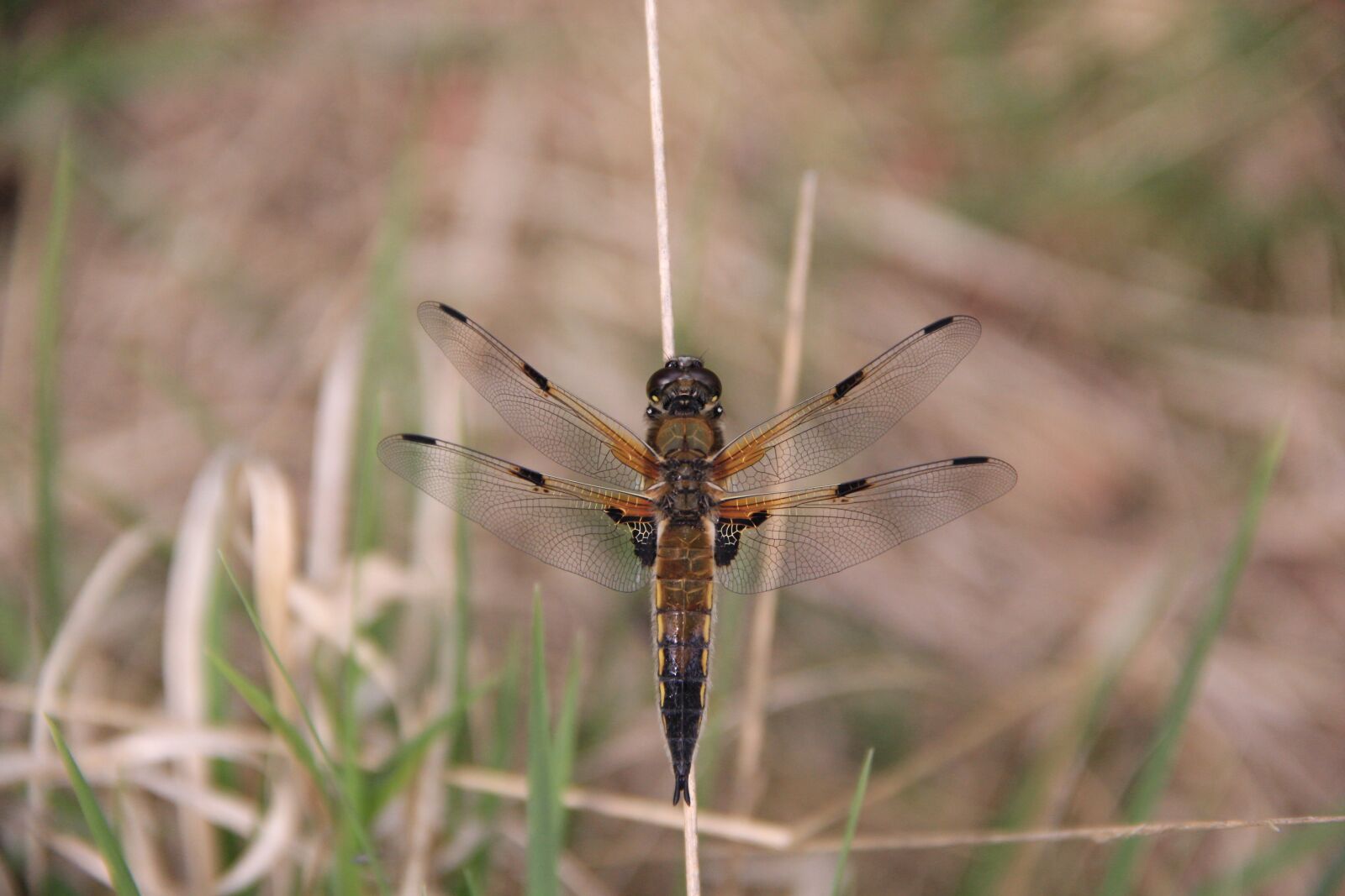 Canon EOS 60D sample photo. Dragonfly, wing, nature photography