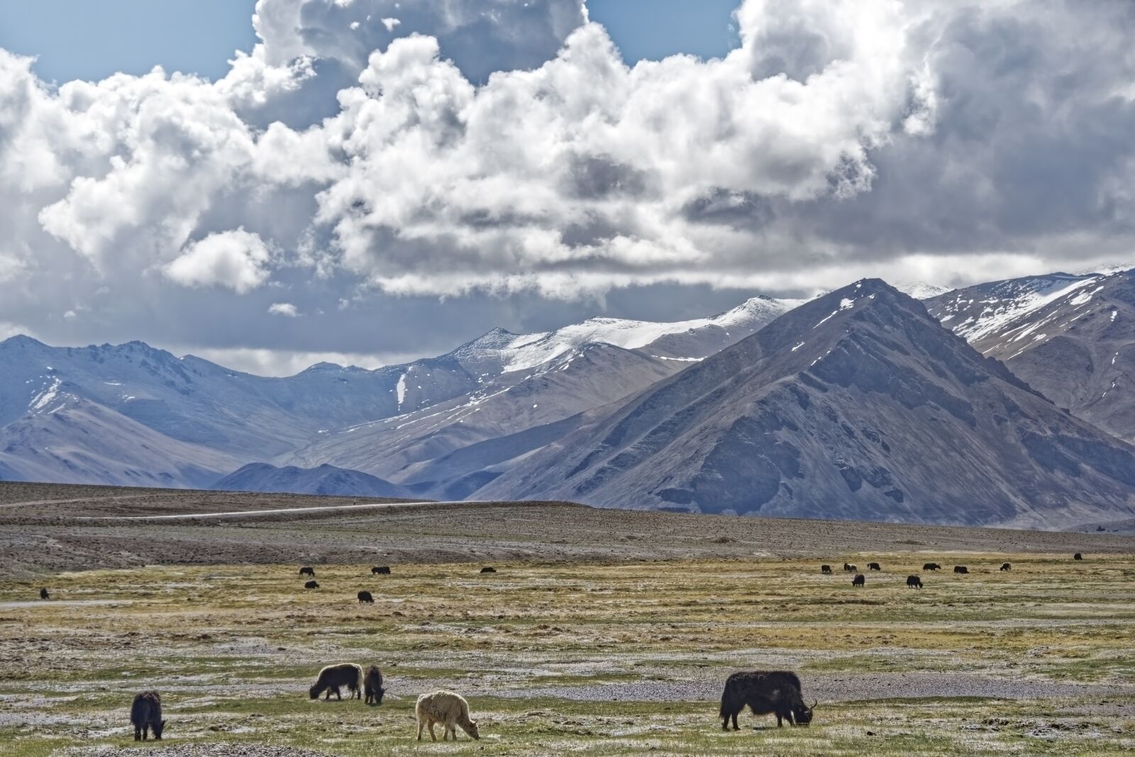 Nikon D500 sample photo. Tajikistan, mountain-badakhshan, pasture photography
