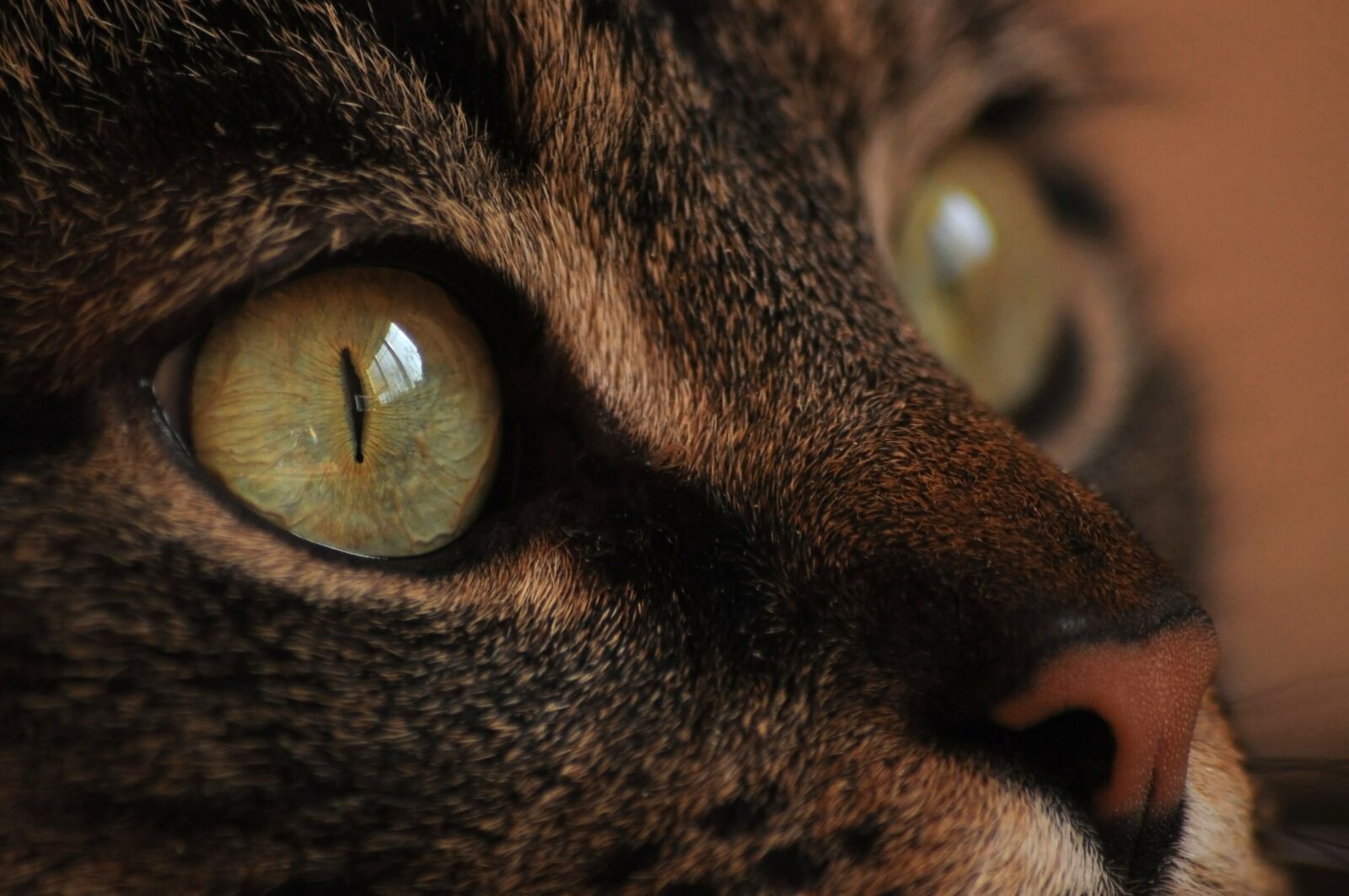 Nikon D90 sample photo. Cat's eye, view, cat photography
