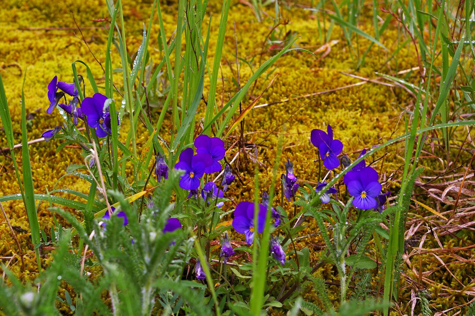 Pentax *ist DL2 sample photo. Nature, moss, green photography