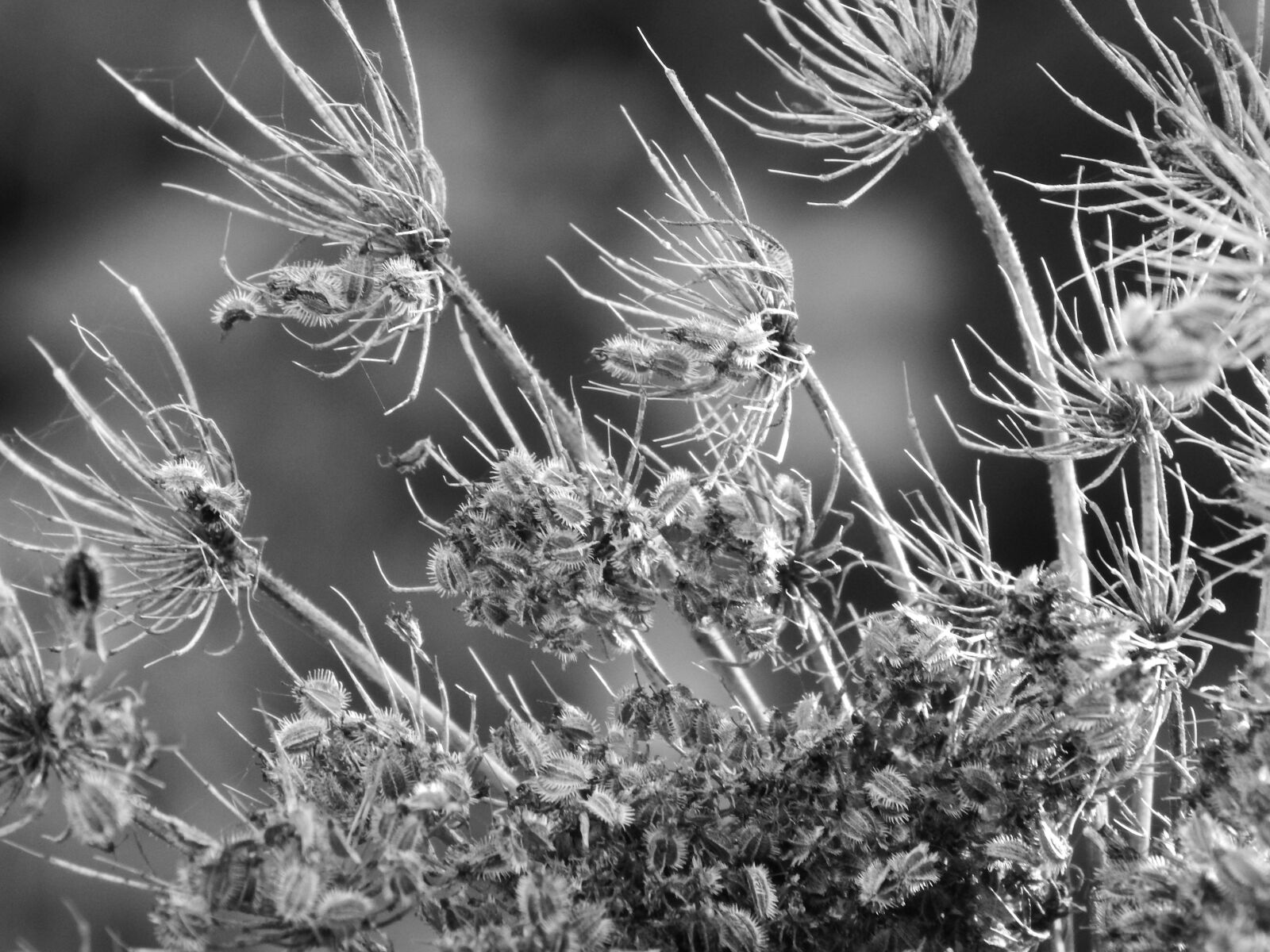 Nikon Coolpix L830 sample photo. Black and white, plant photography