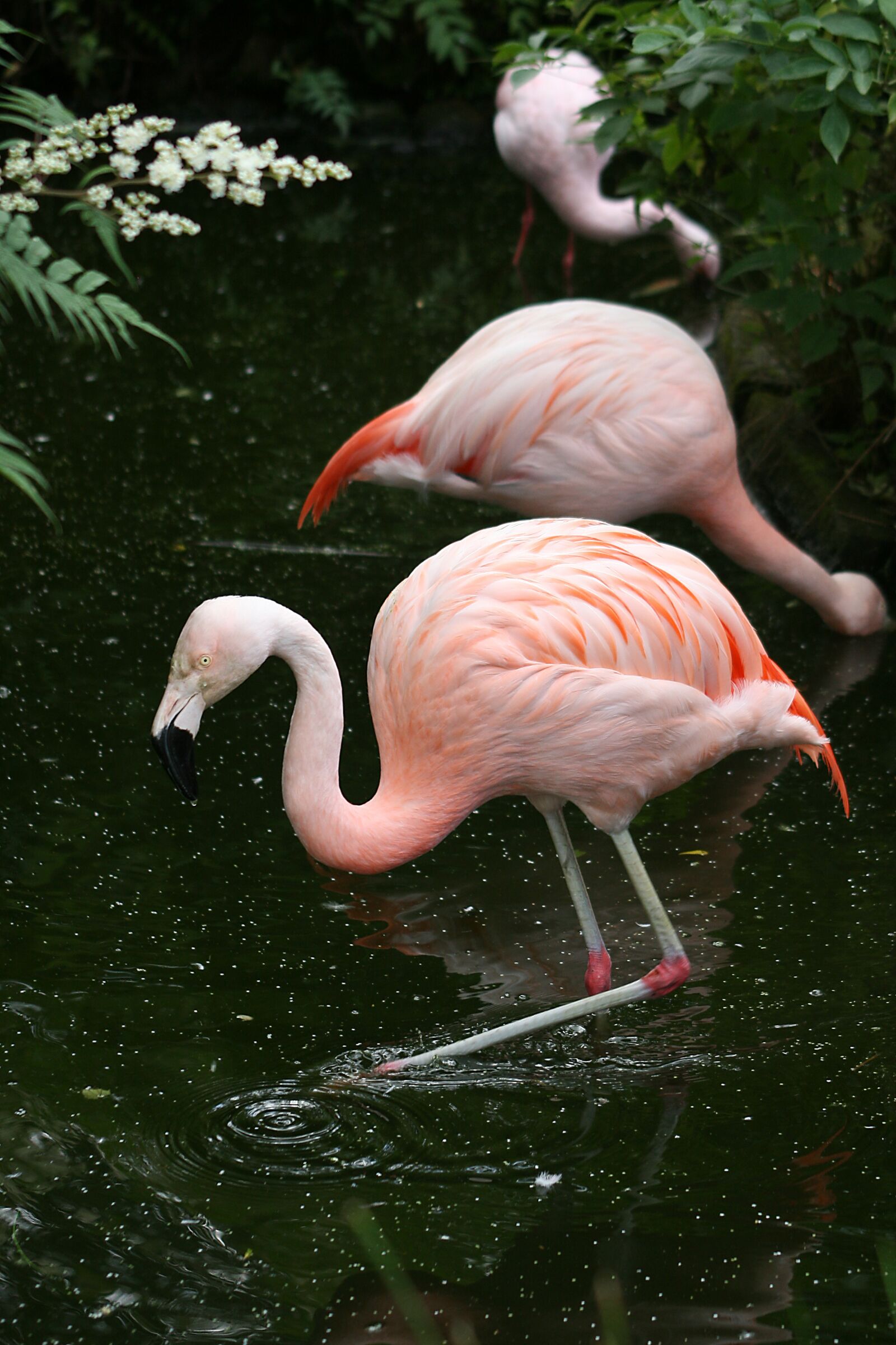 Canon EOS 400D (EOS Digital Rebel XTi / EOS Kiss Digital X) sample photo. Flamingo, birds, natural photography