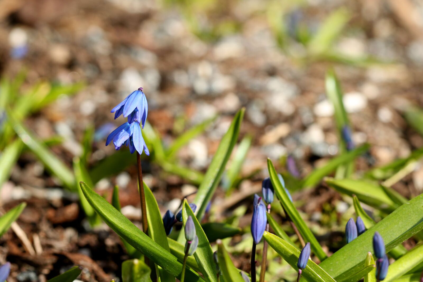 Canon EOS 7D Mark II sample photo. Nature, flora, season photography