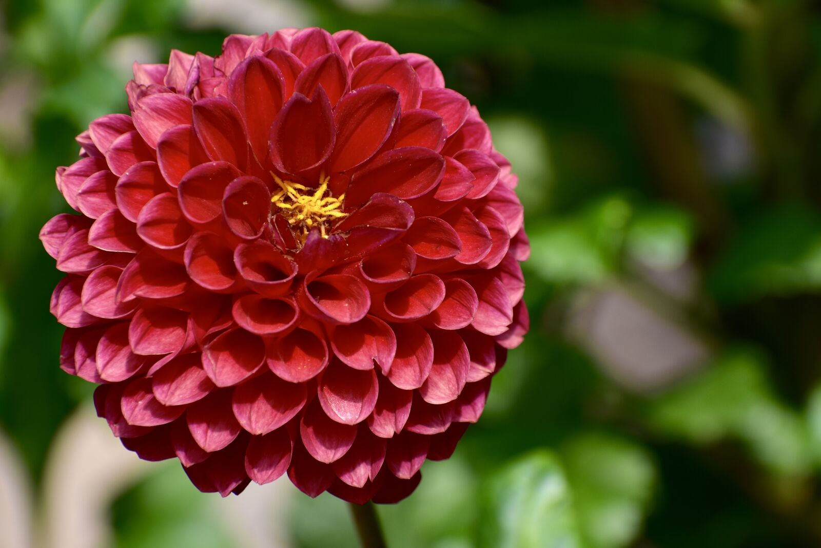 Nikon D3400 sample photo. Dahlia, red, bloom photography