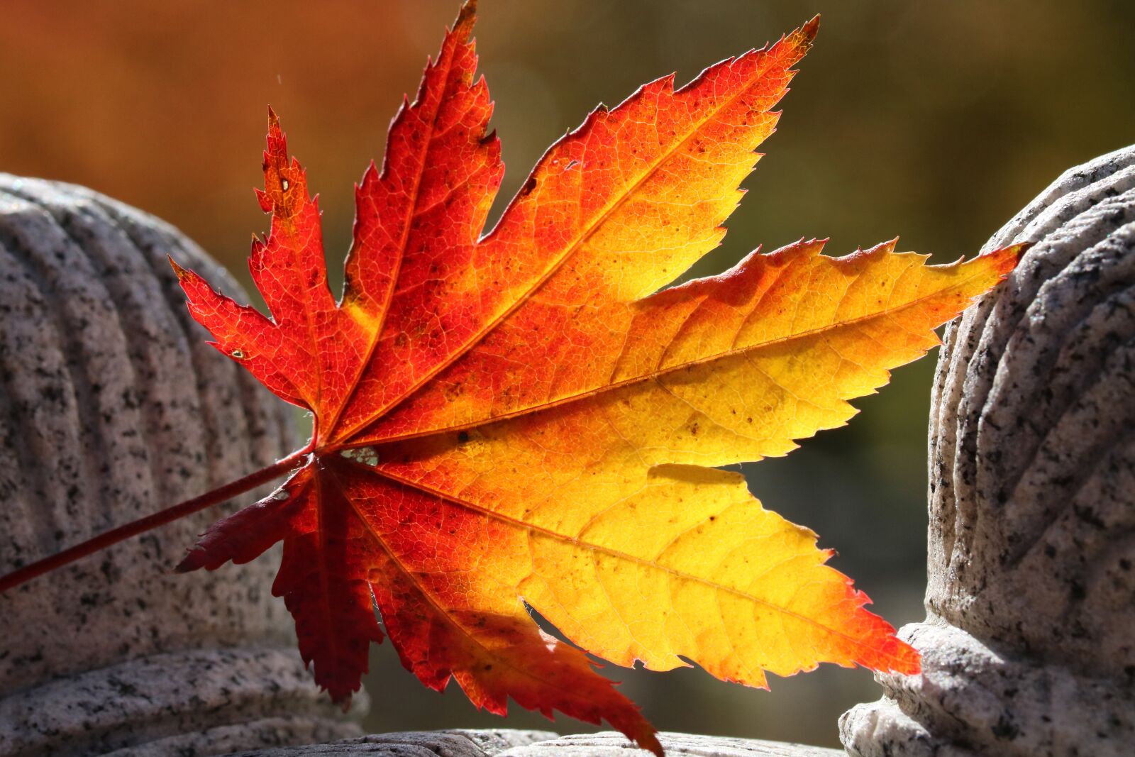Canon EOS 750D (EOS Rebel T6i / EOS Kiss X8i) sample photo. Autumn leaves, maple, the photography