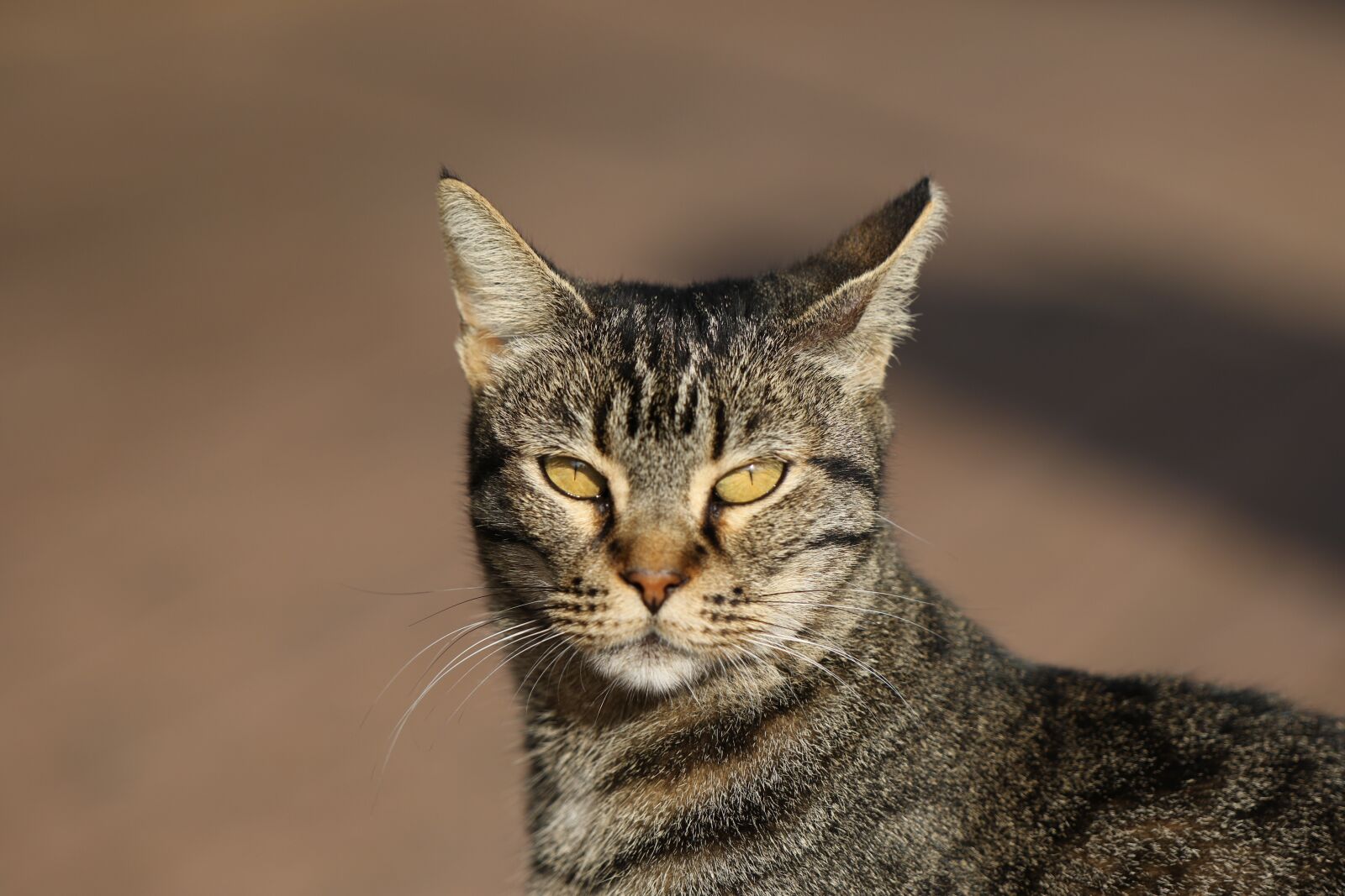 Canon EOS 7D Mark II sample photo. Cat, close up, head photography