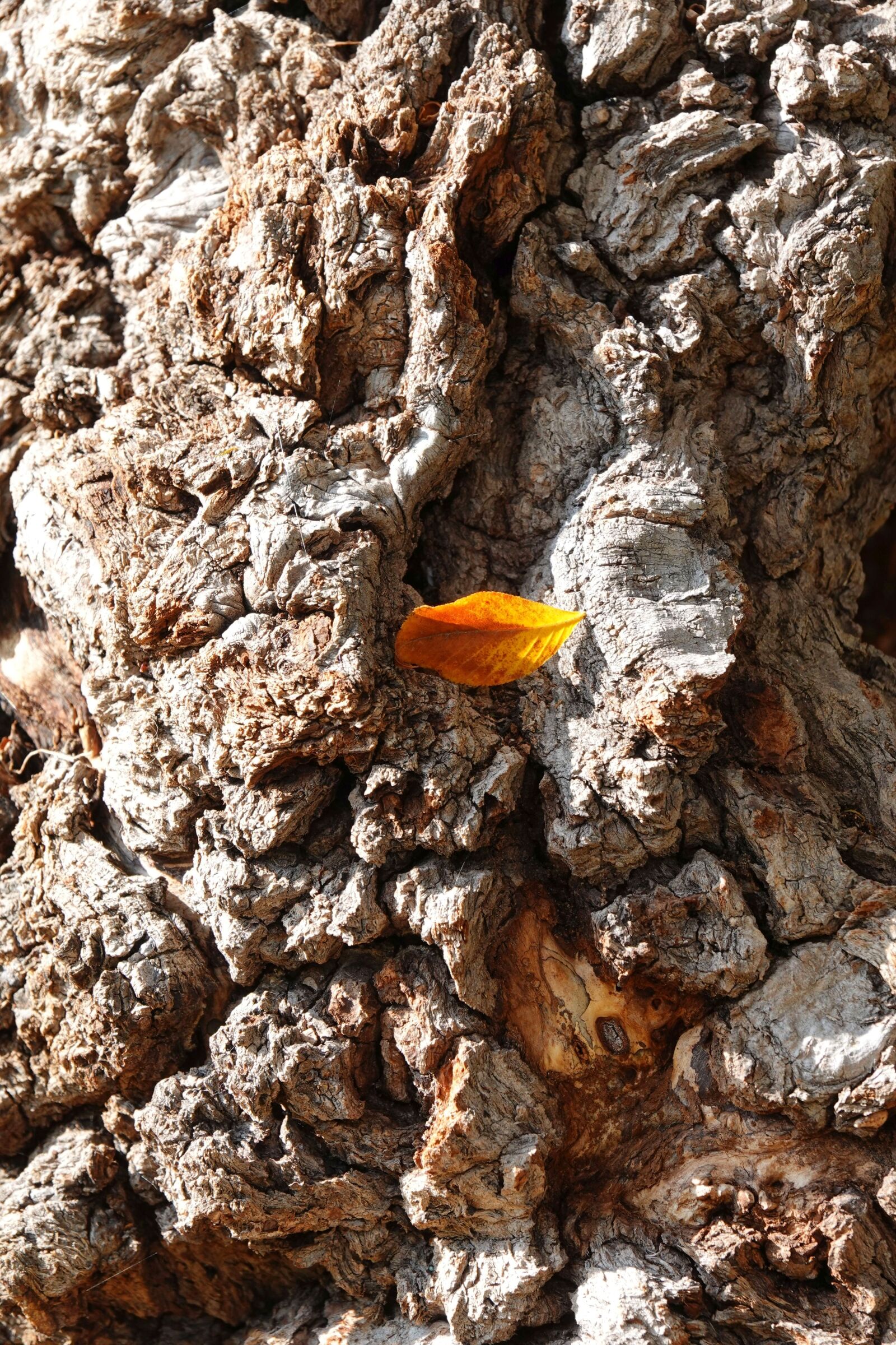 Sony Cyber-shot DSC-RX10 IV sample photo. Bark, tribe, tree photography