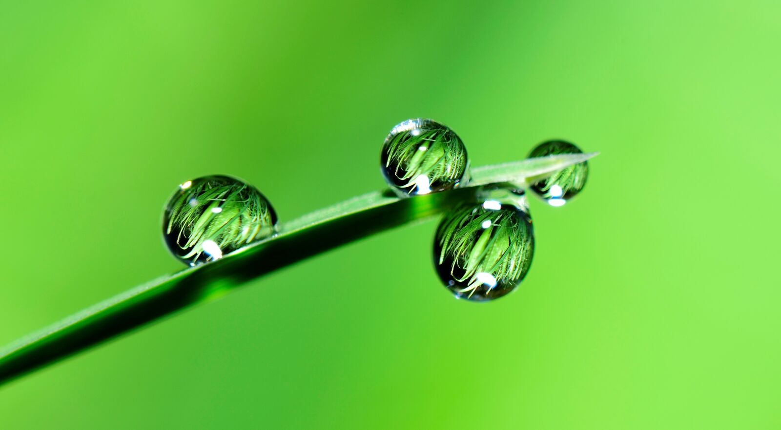 Nikon D5300 sample photo. Water, drops, grass photography