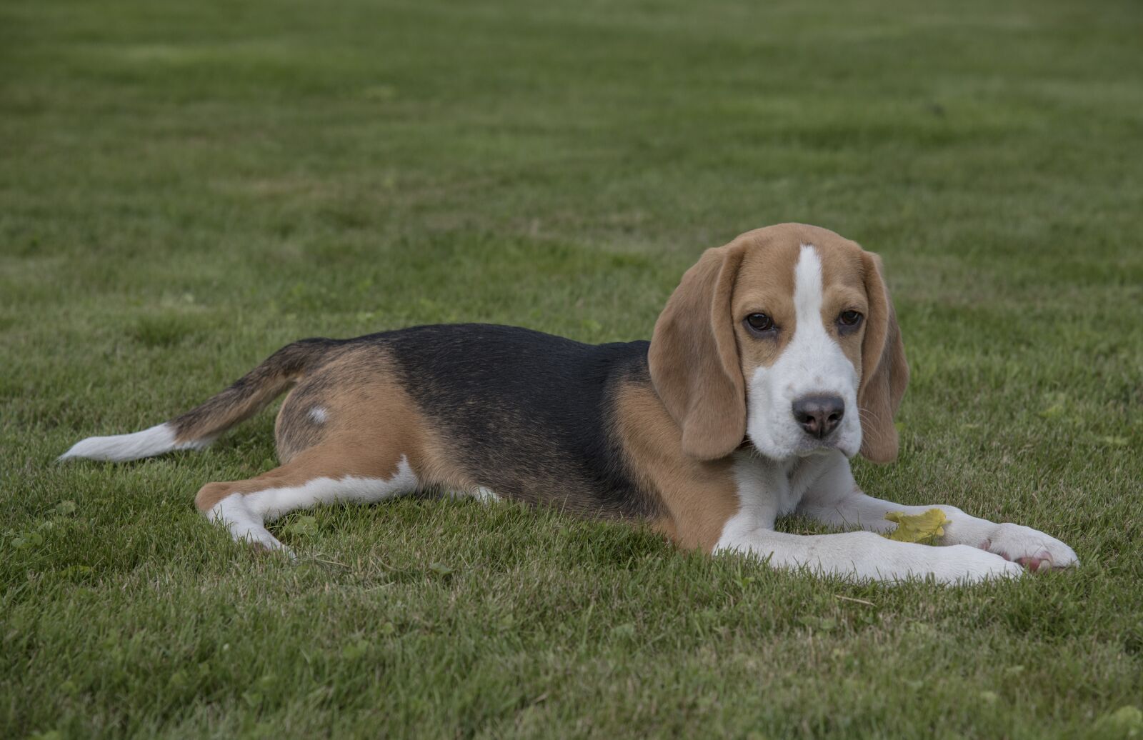 Nikon D750 sample photo. Beagle, dog, pet photography