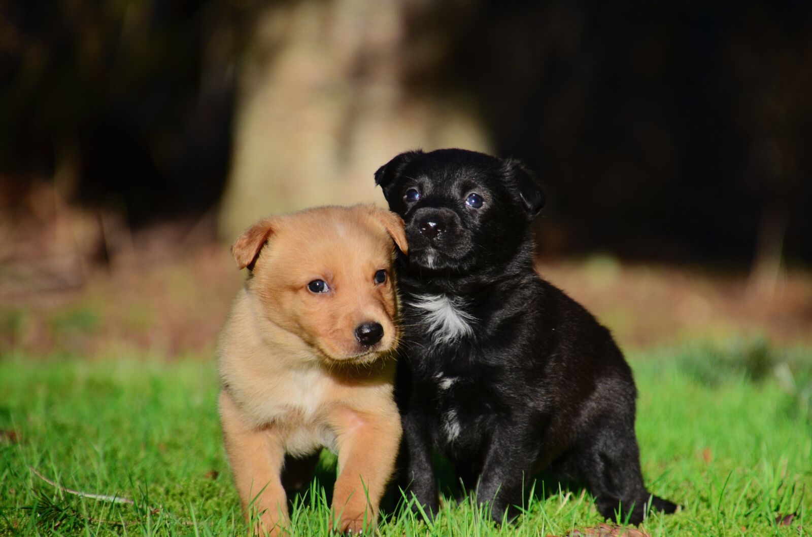 Nikon D5100 sample photo. Puppies, happy, dog photography