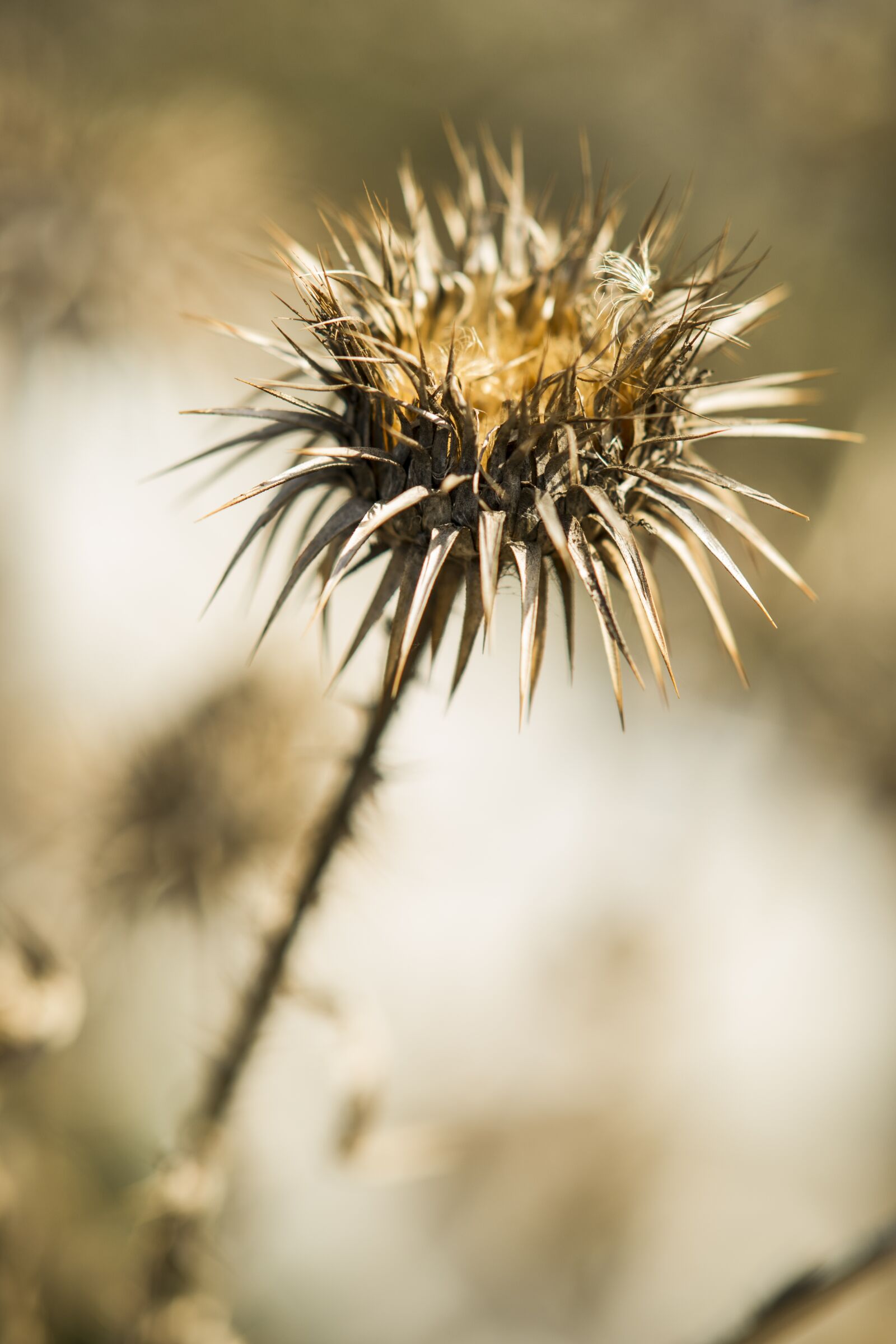 Sony Sonnar T* 135mm F1.8 ZA sample photo. Flower, plant, nature photography