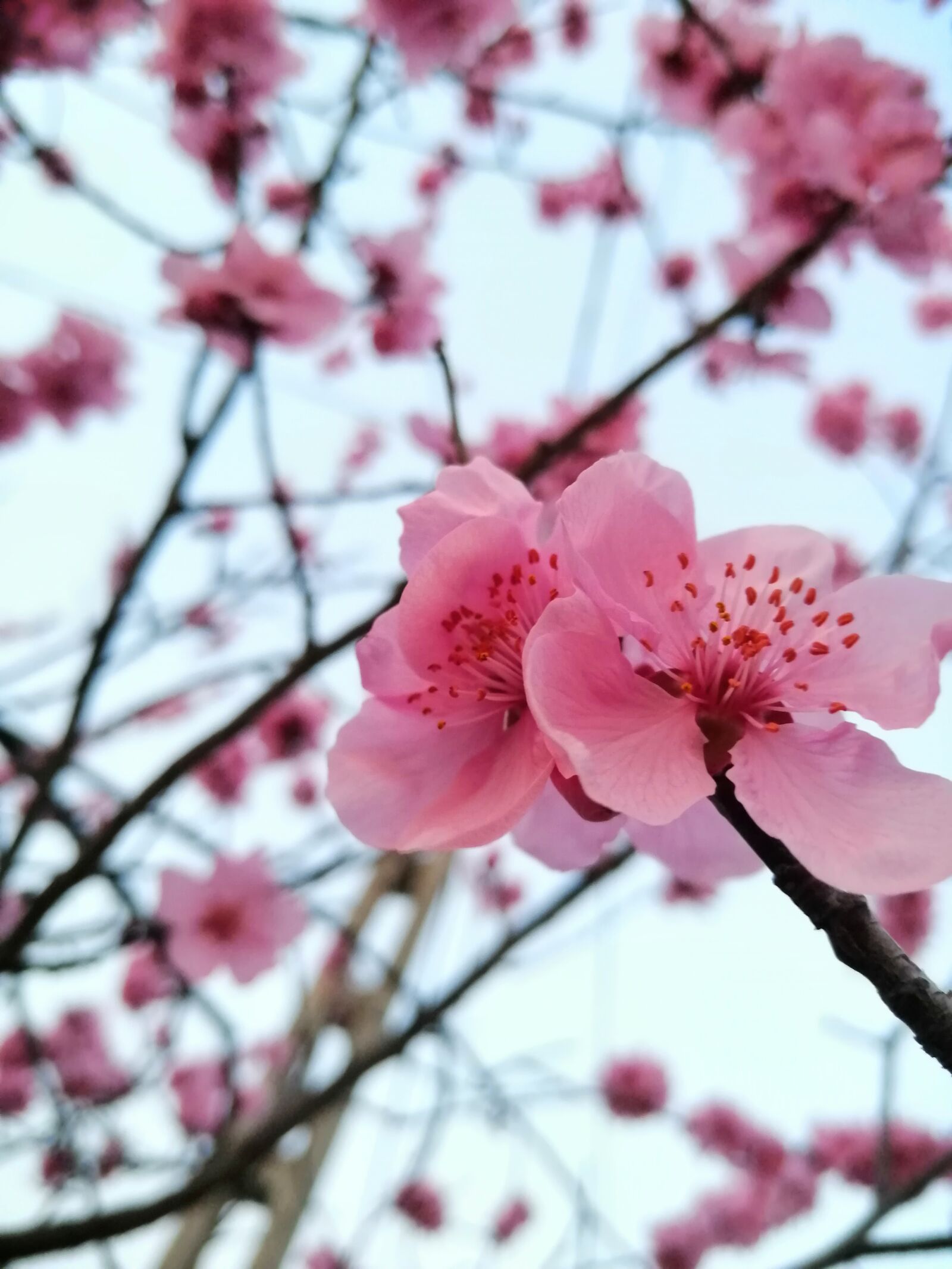 HUAWEI SNE-LX1 sample photo. Cherry, cherryblooms, bloom photography