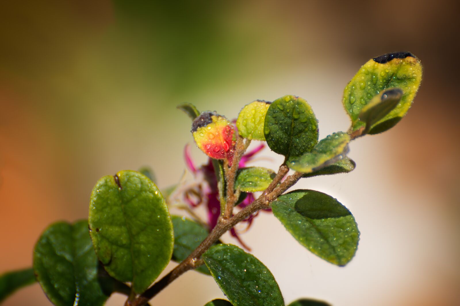 Nikon D7200 sample photo. Leaves, colors, vegetation photography