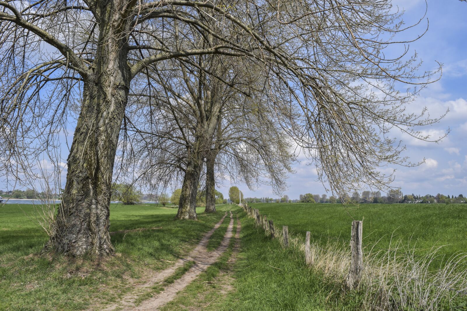 Nikon D3300 sample photo. Trees, landscape, nature photography