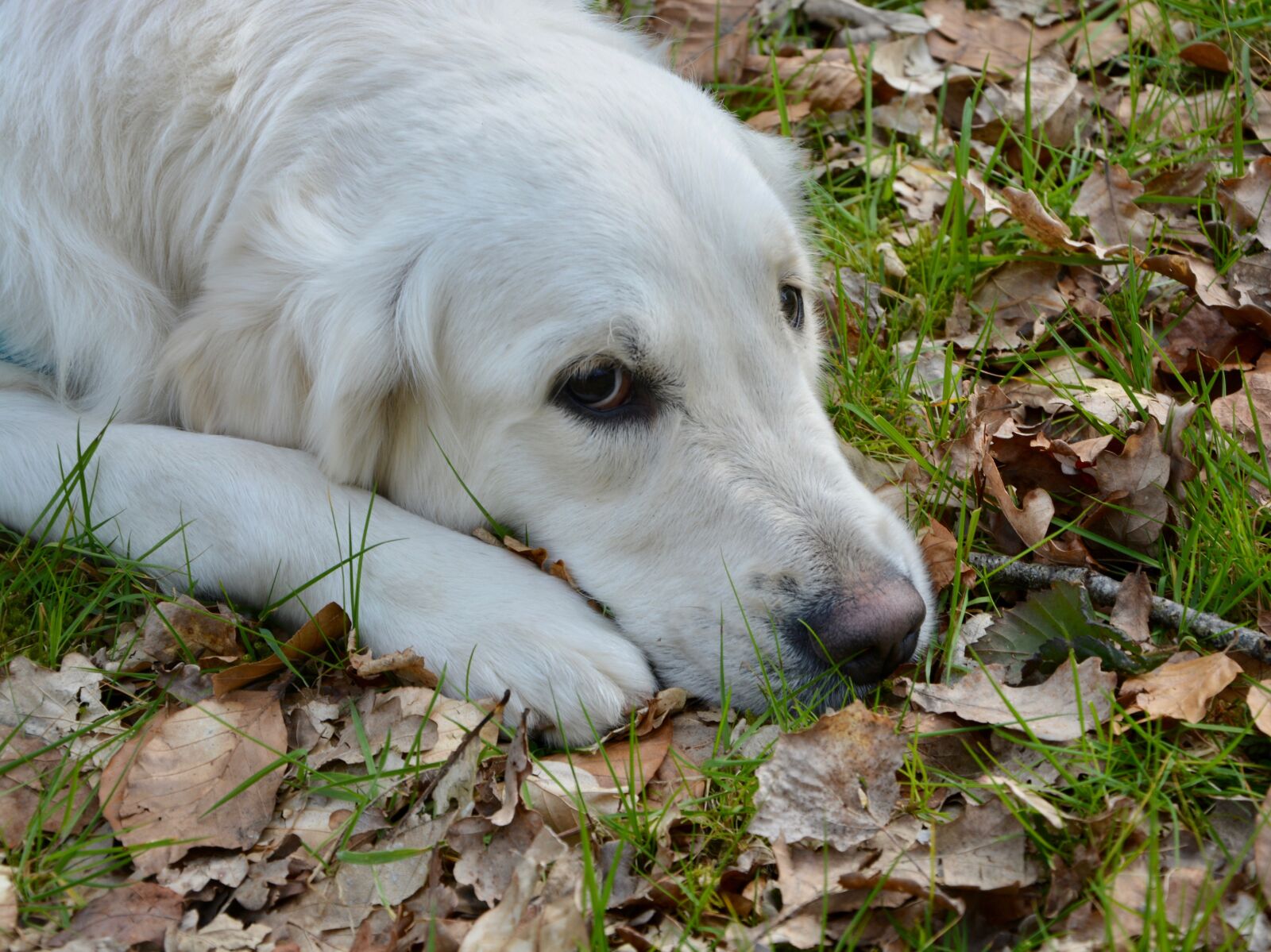 Nikon D5200 sample photo. Dog, bitch, bitch lying photography