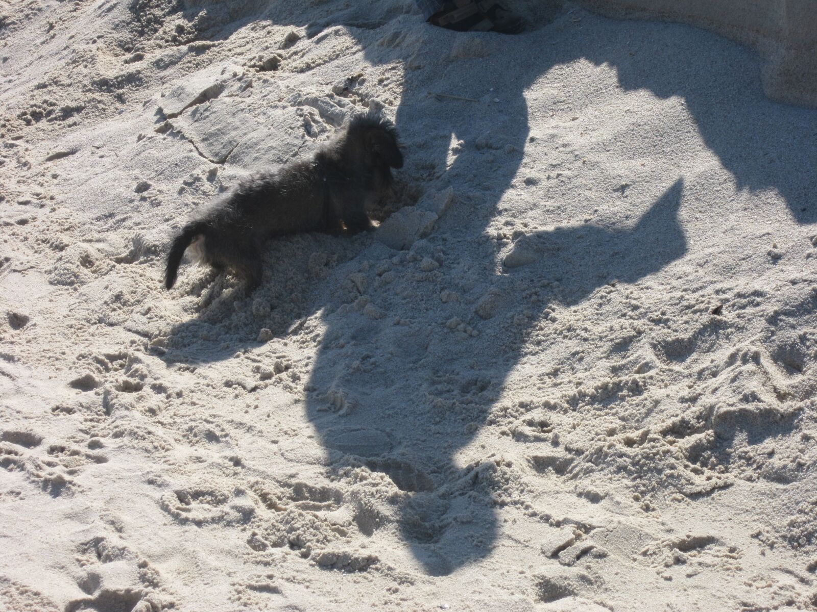 Canon PowerShot A3200 IS sample photo. Dog, beach, sylt photography