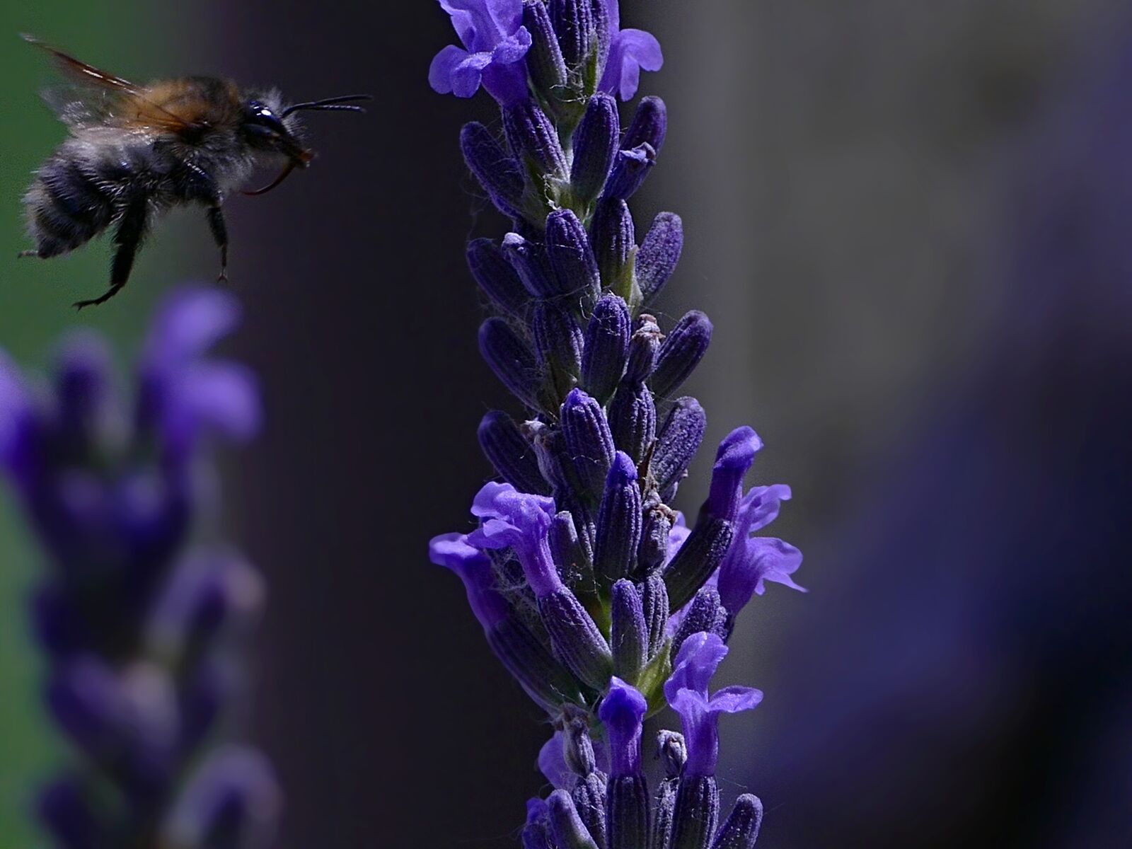 Panasonic Lumix DMC-FZ1000 sample photo. Bee, lavender, flower photography