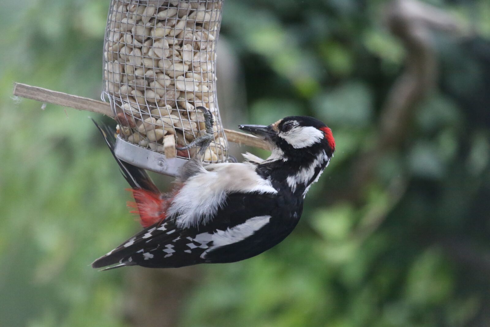 Canon EF 100-400mm F4.5-5.6L IS USM sample photo. Nature, animal world, bird photography