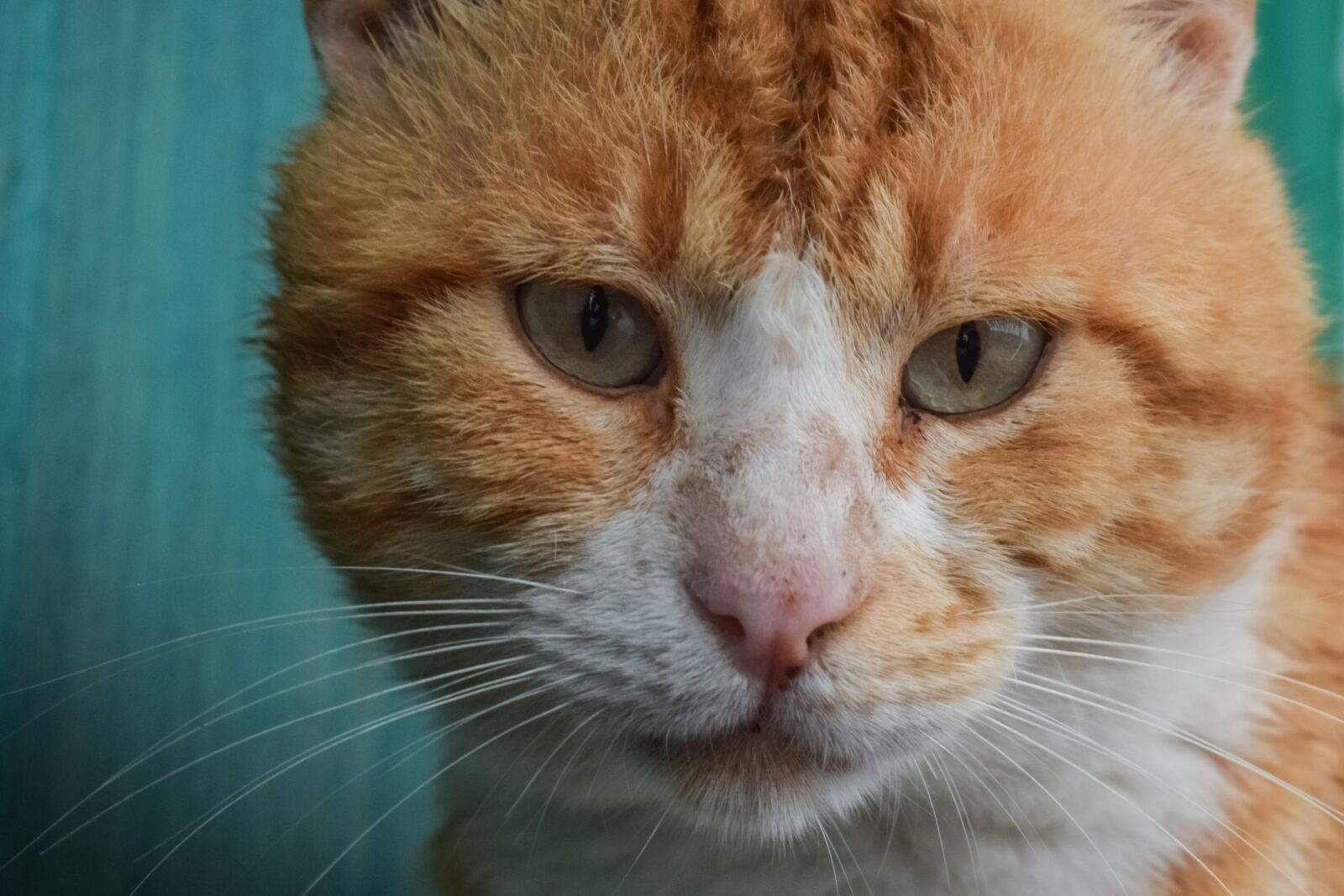 Nikon D3300 sample photo. Cat, stray, red photography