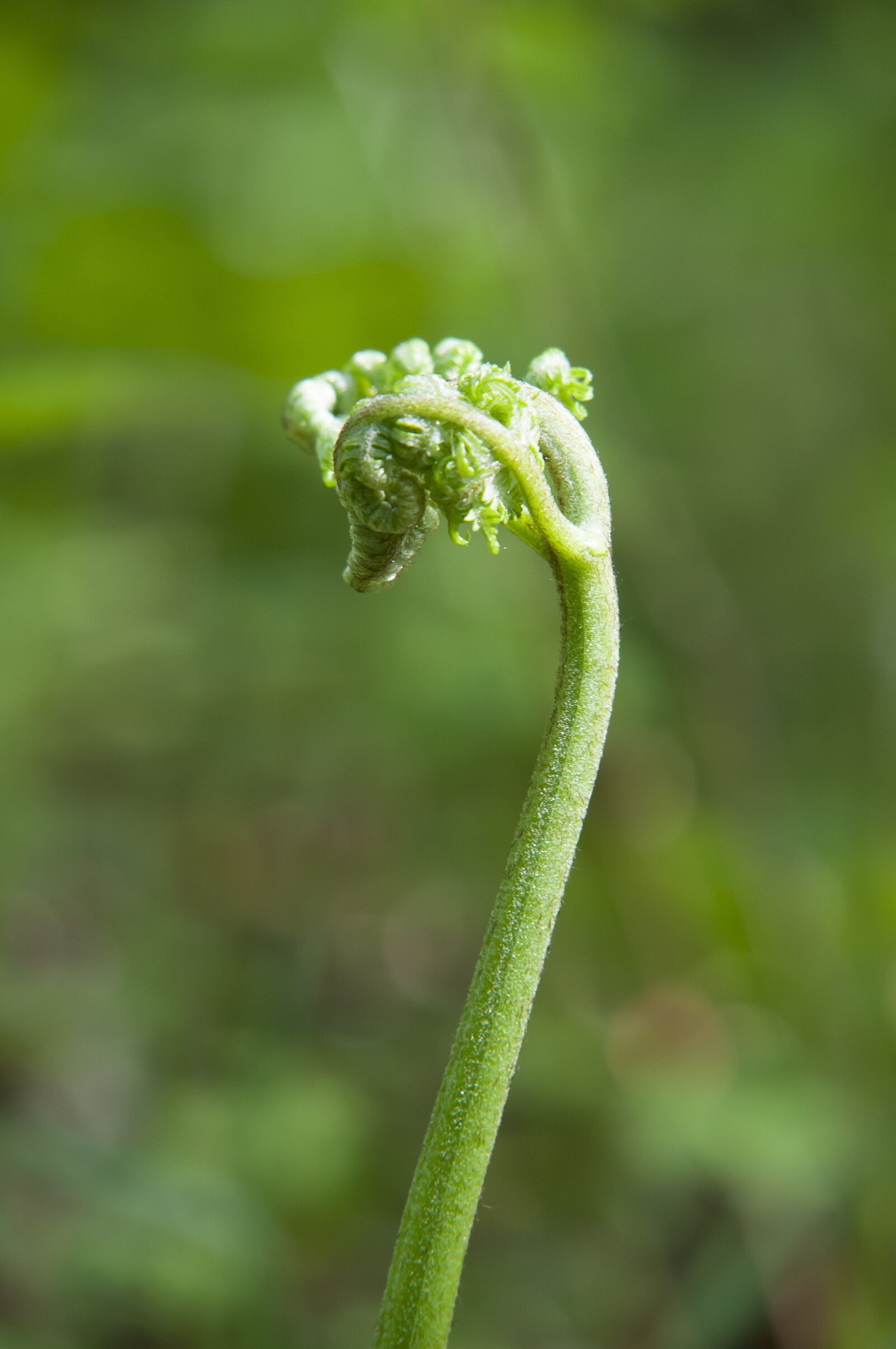 Nikon D300 sample photo. Forest, boating, spring photography