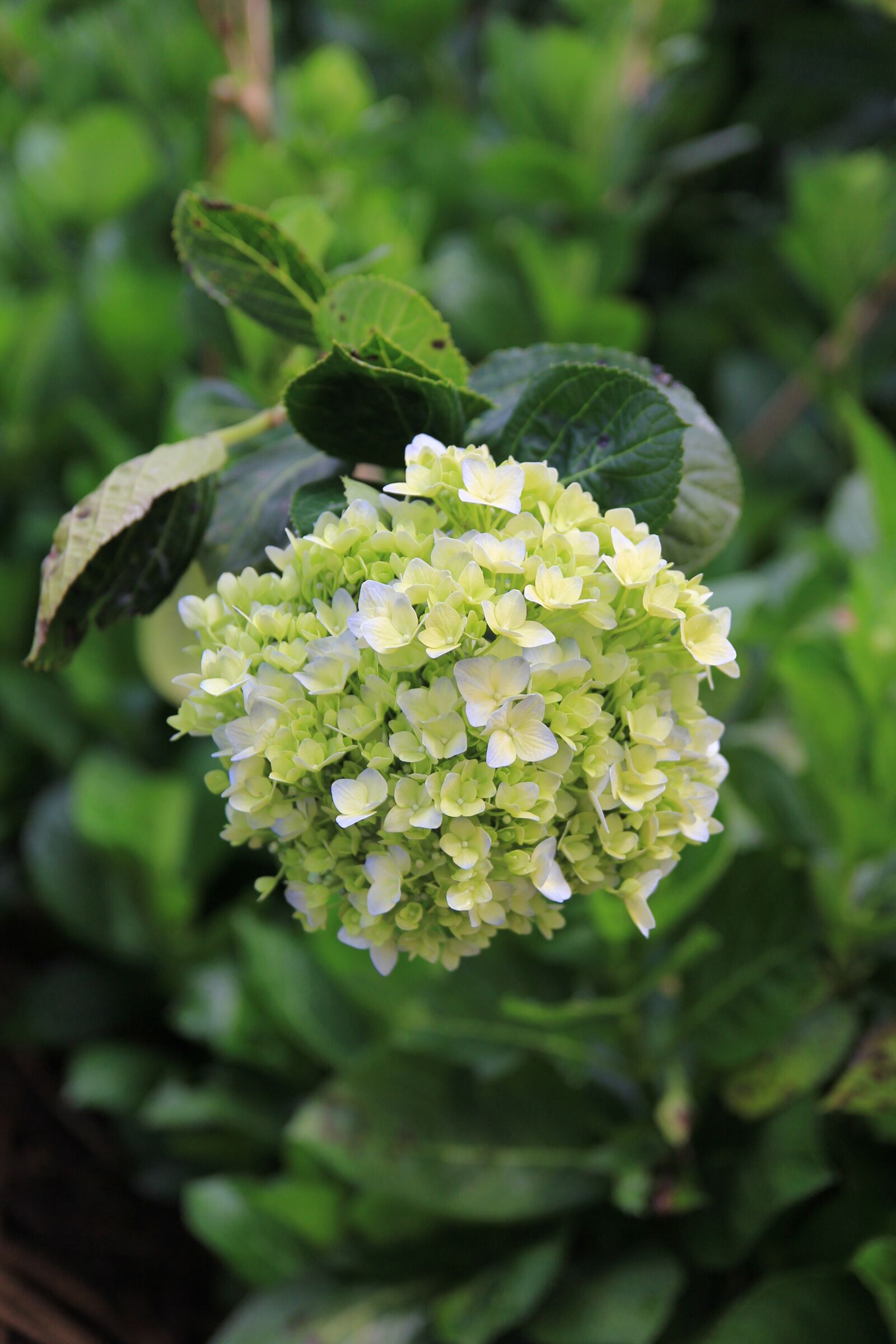 Canon EOS 60D sample photo. Flower, color, travel photography