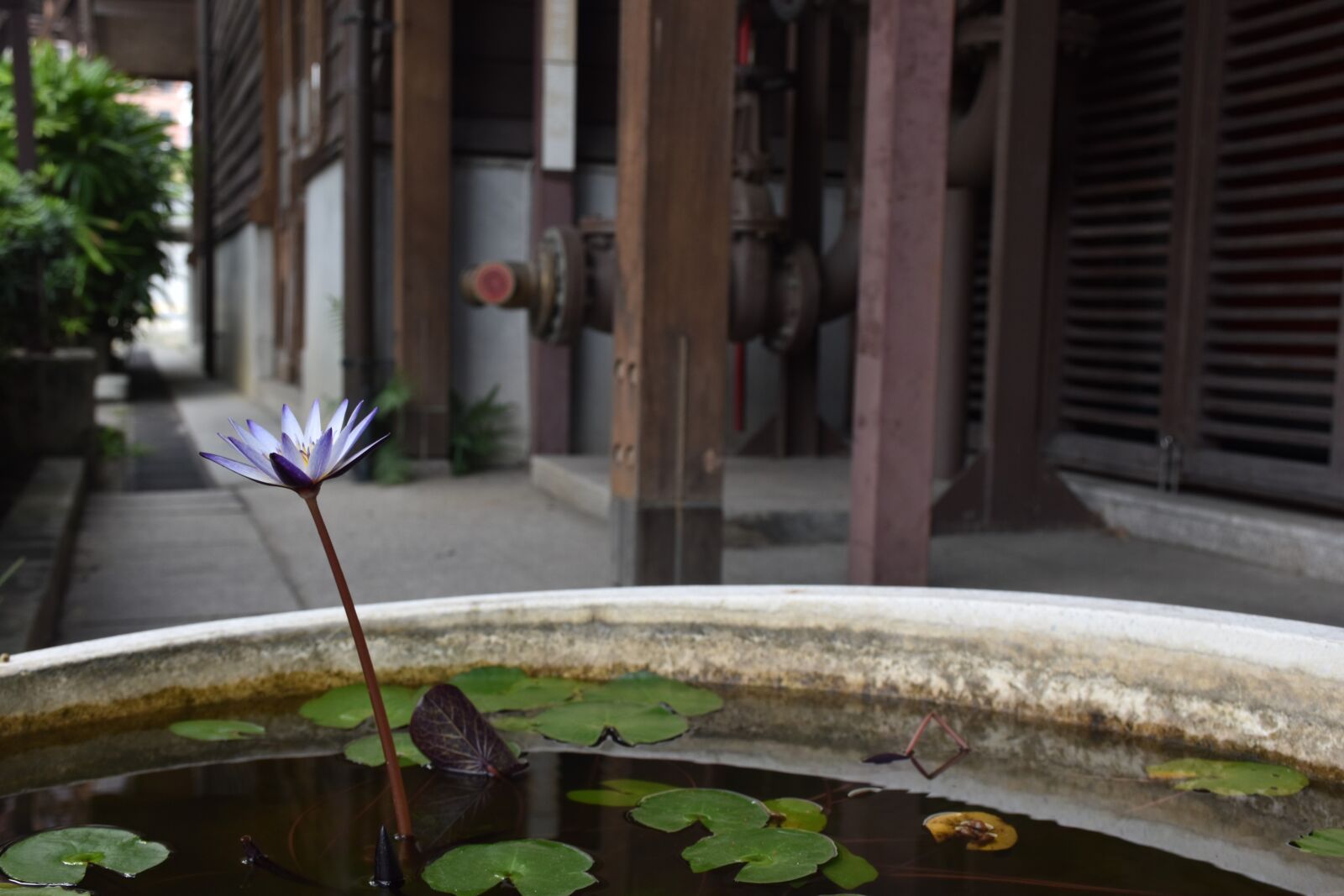 Nikon D5600 sample photo. Flower, lotus, water photography