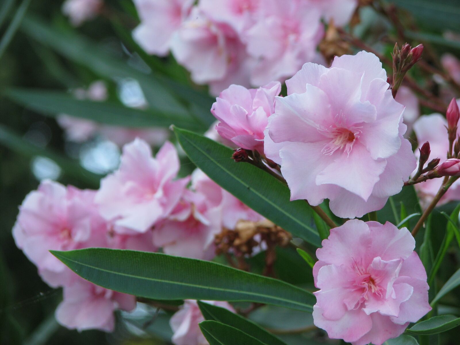 Canon POWERSHOT S5 IS sample photo. Pink, oleander, bush photography
