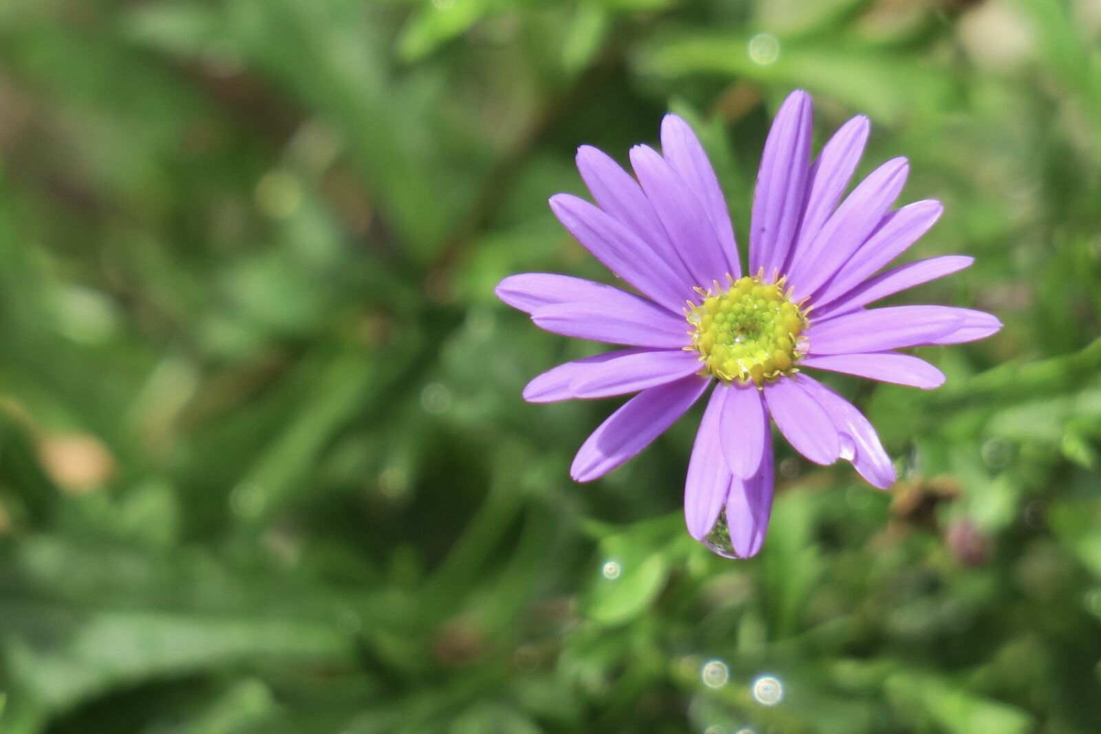 Canon PowerShot G3 X sample photo. Chicory, plant, nature photography