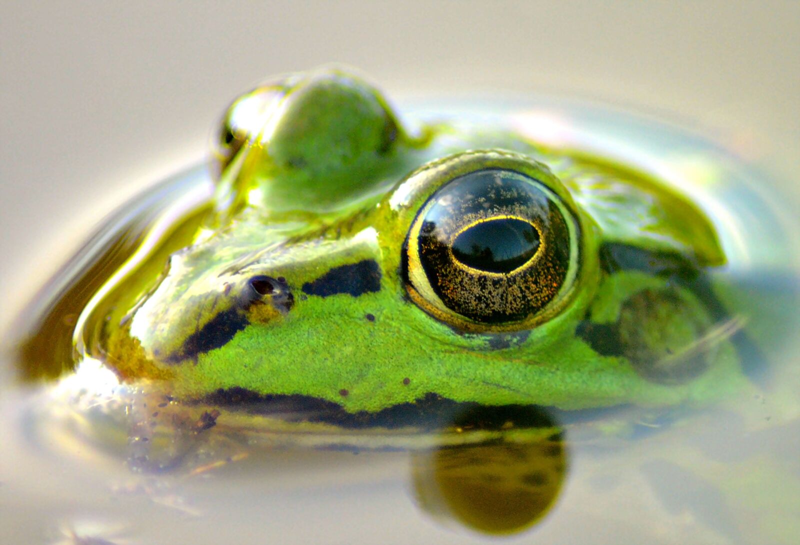 Nikon D5100 sample photo. Frog, pond, animal photography