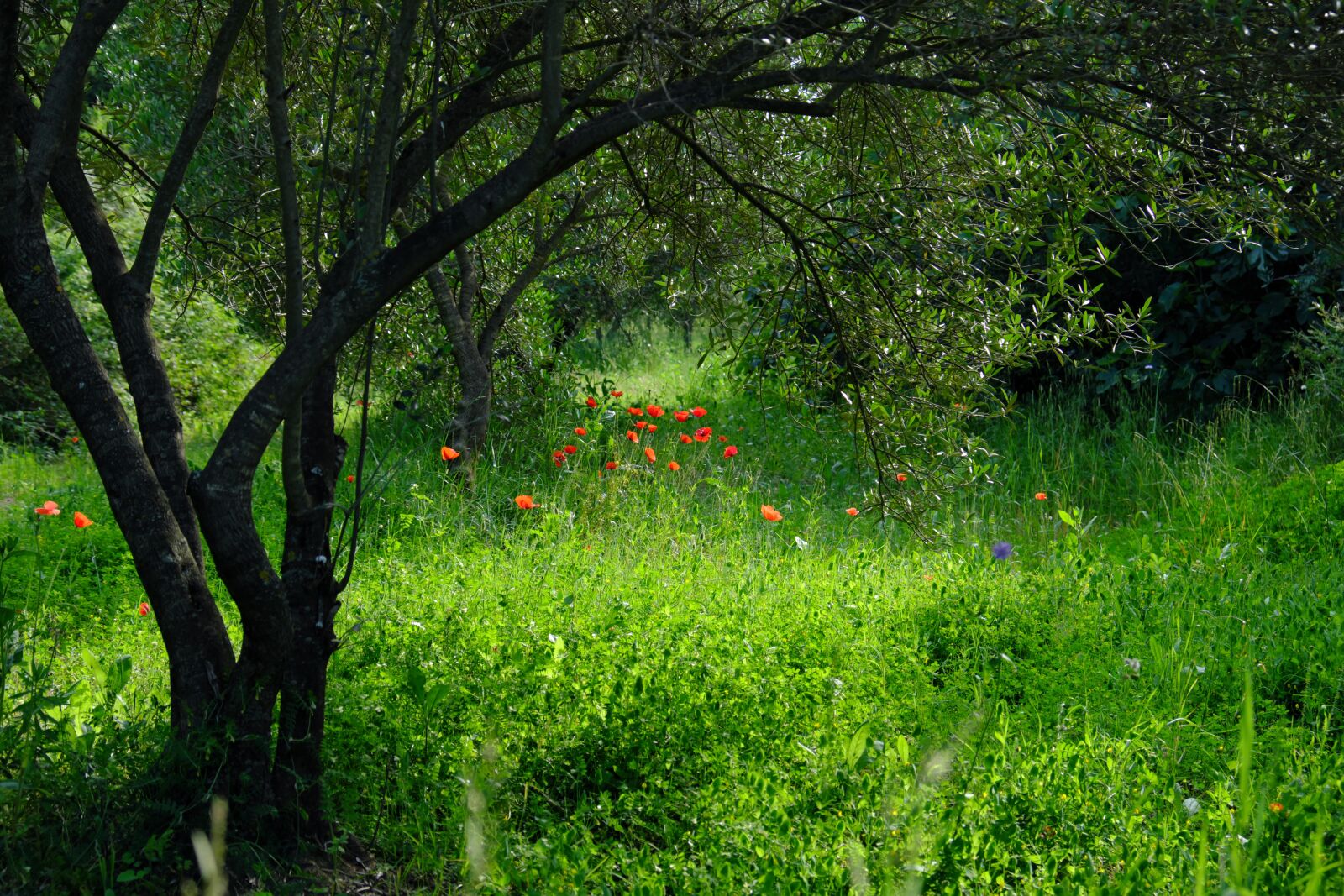 Fujifilm X-T2 sample photo. Olive grove, field, olive photography