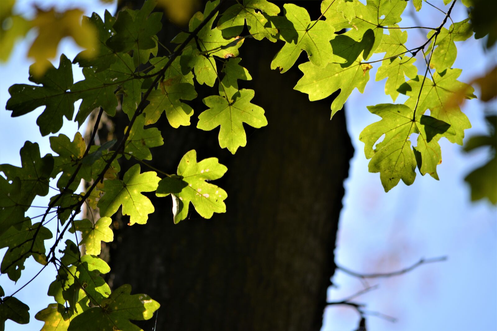 Nikon D5200 sample photo. Foliage, tribe, contrasting photography