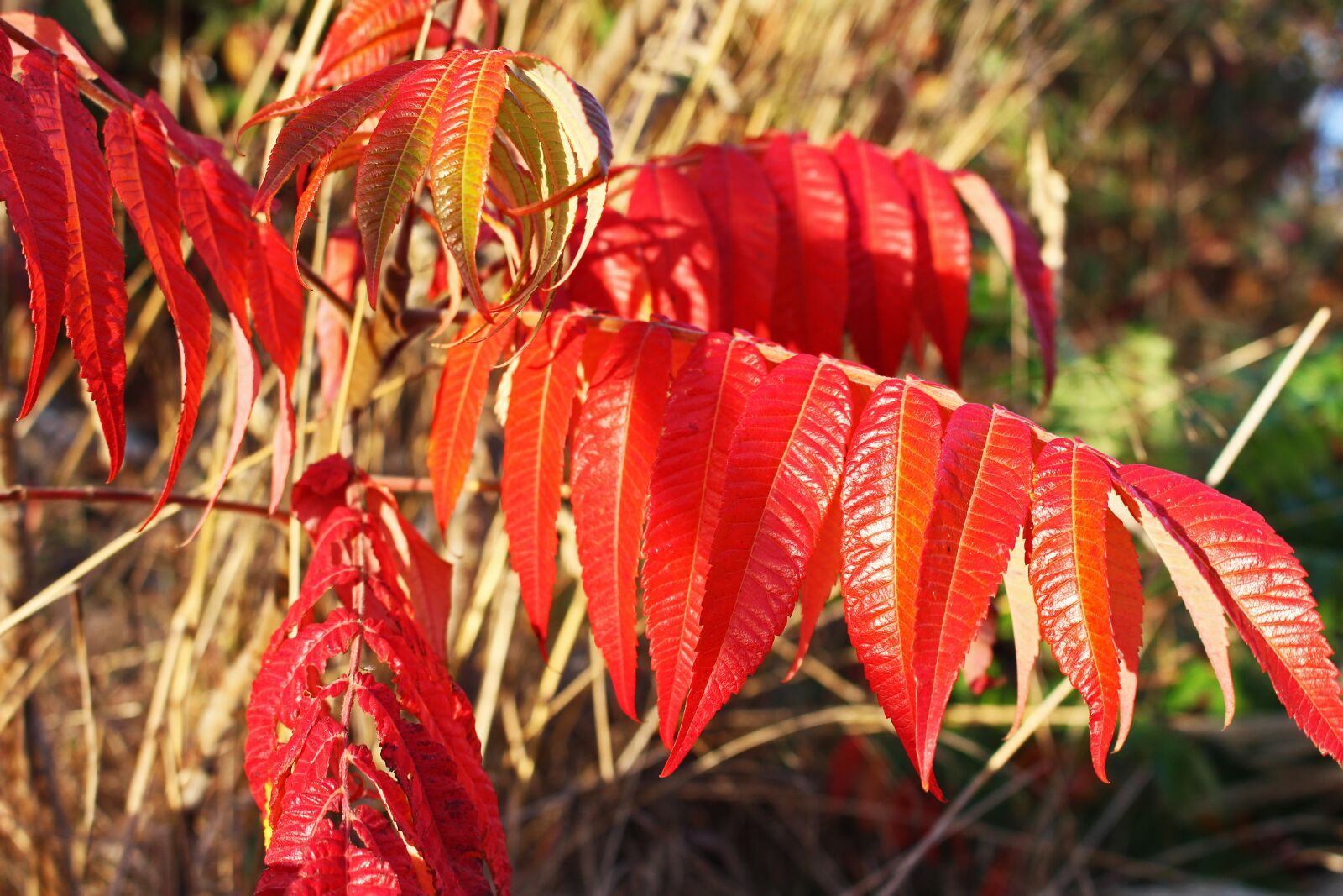 Canon EOS 700D (EOS Rebel T5i / EOS Kiss X7i) sample photo. Fall foliage, rhus, autumn photography