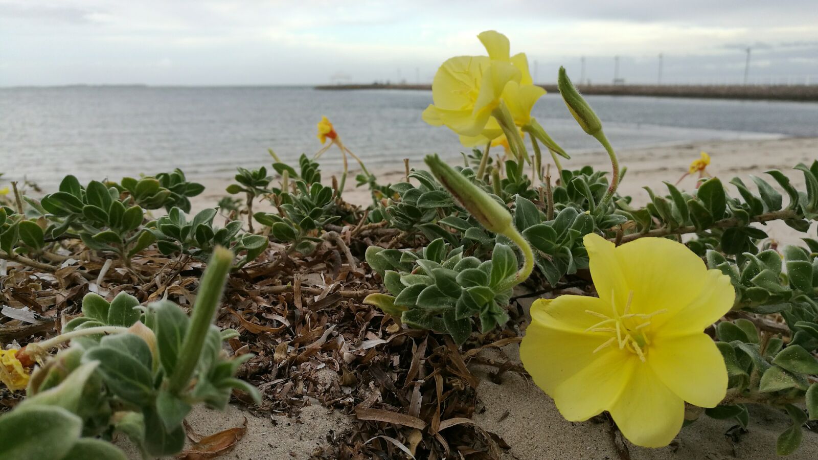 HUAWEI P9 sample photo. Flowers, bayside, ocean, beach photography