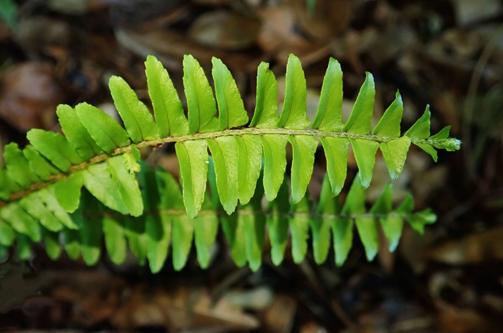 Olympus TG-5 sample photo. Fern, leaf, foliage photography
