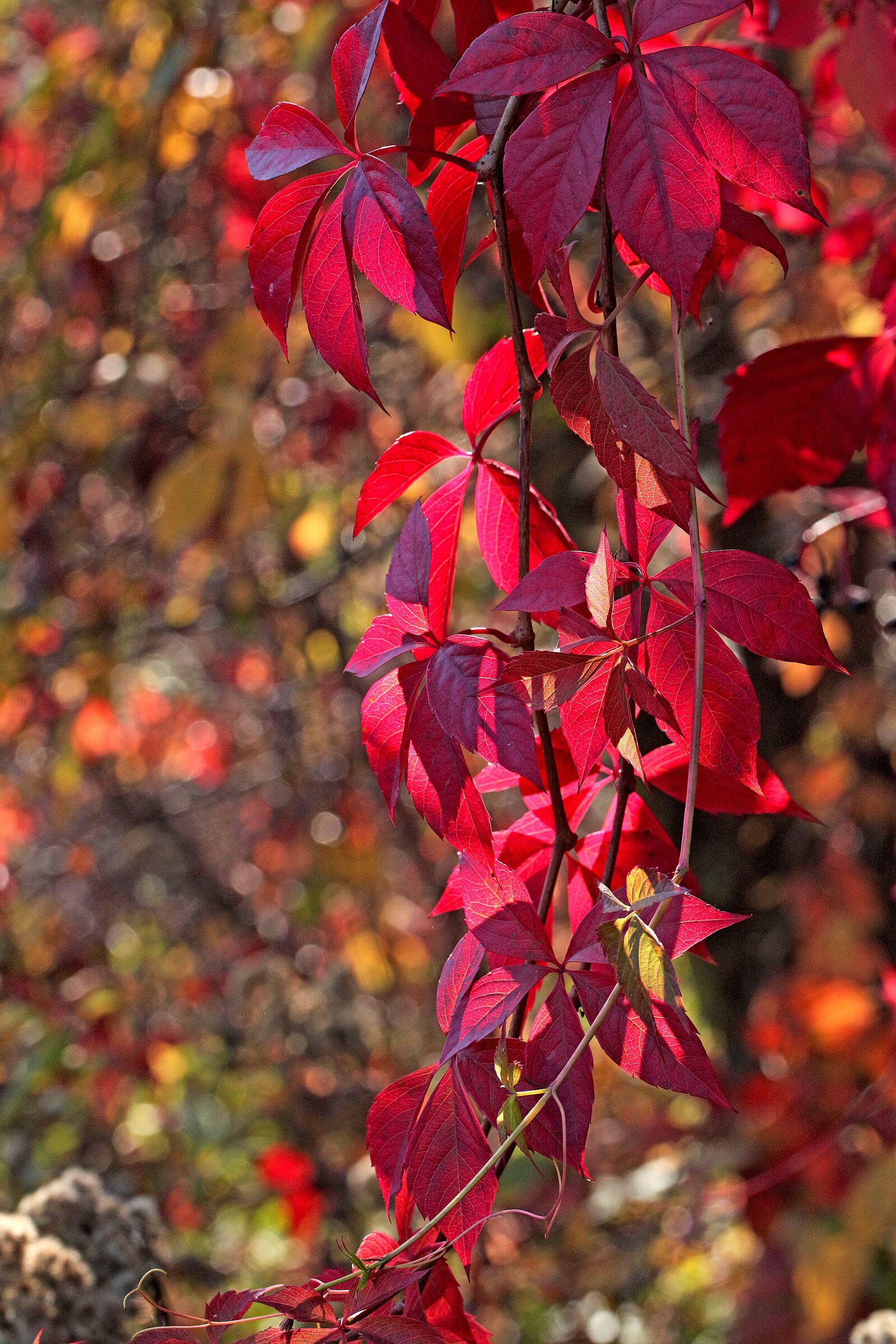 Canon EOS 5D Mark II sample photo. Foliage, autumn, seasons of photography