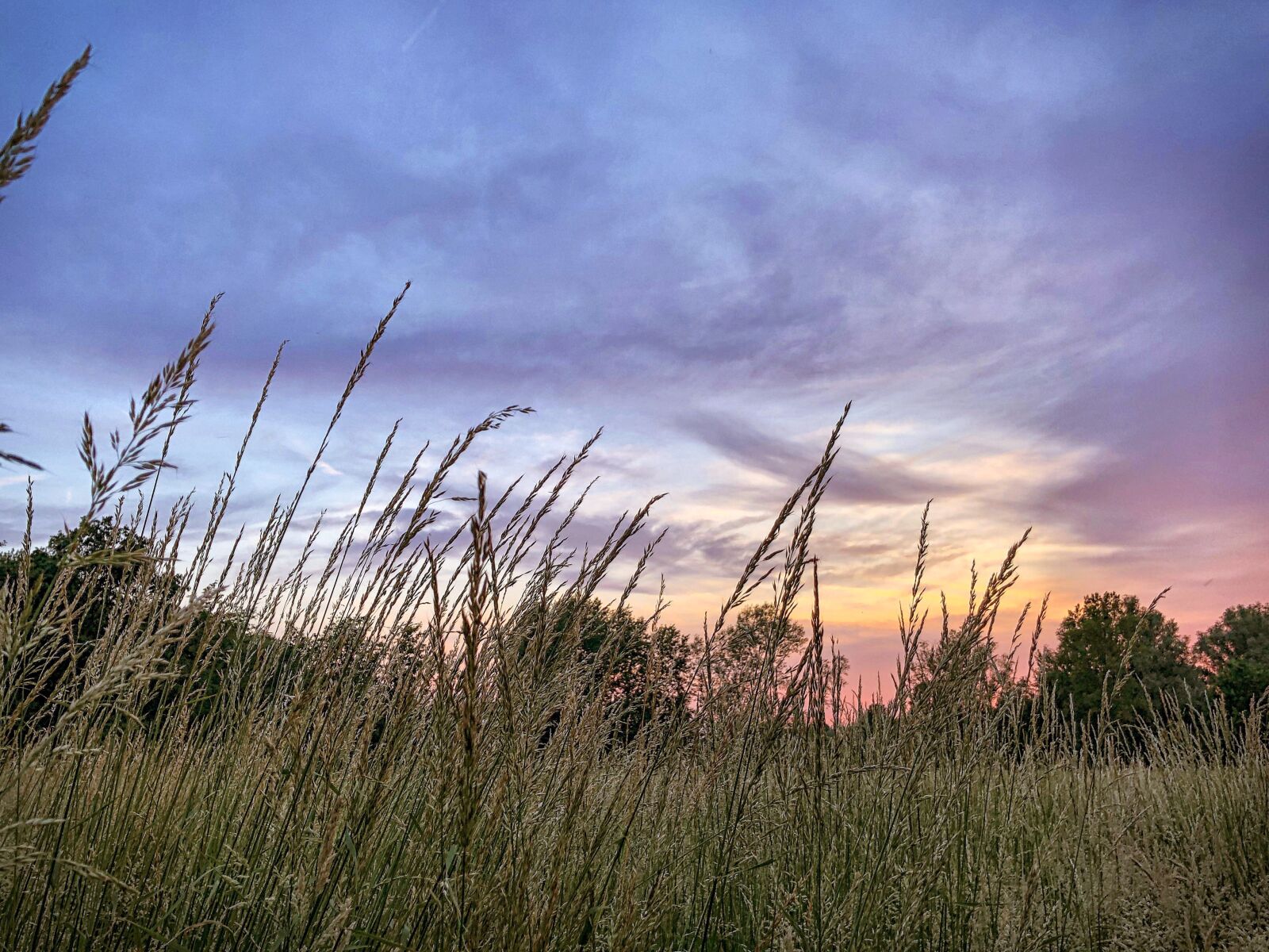 iPhone X back dual camera 4mm f/1.8 sample photo. Sunset, meadow, grass photography