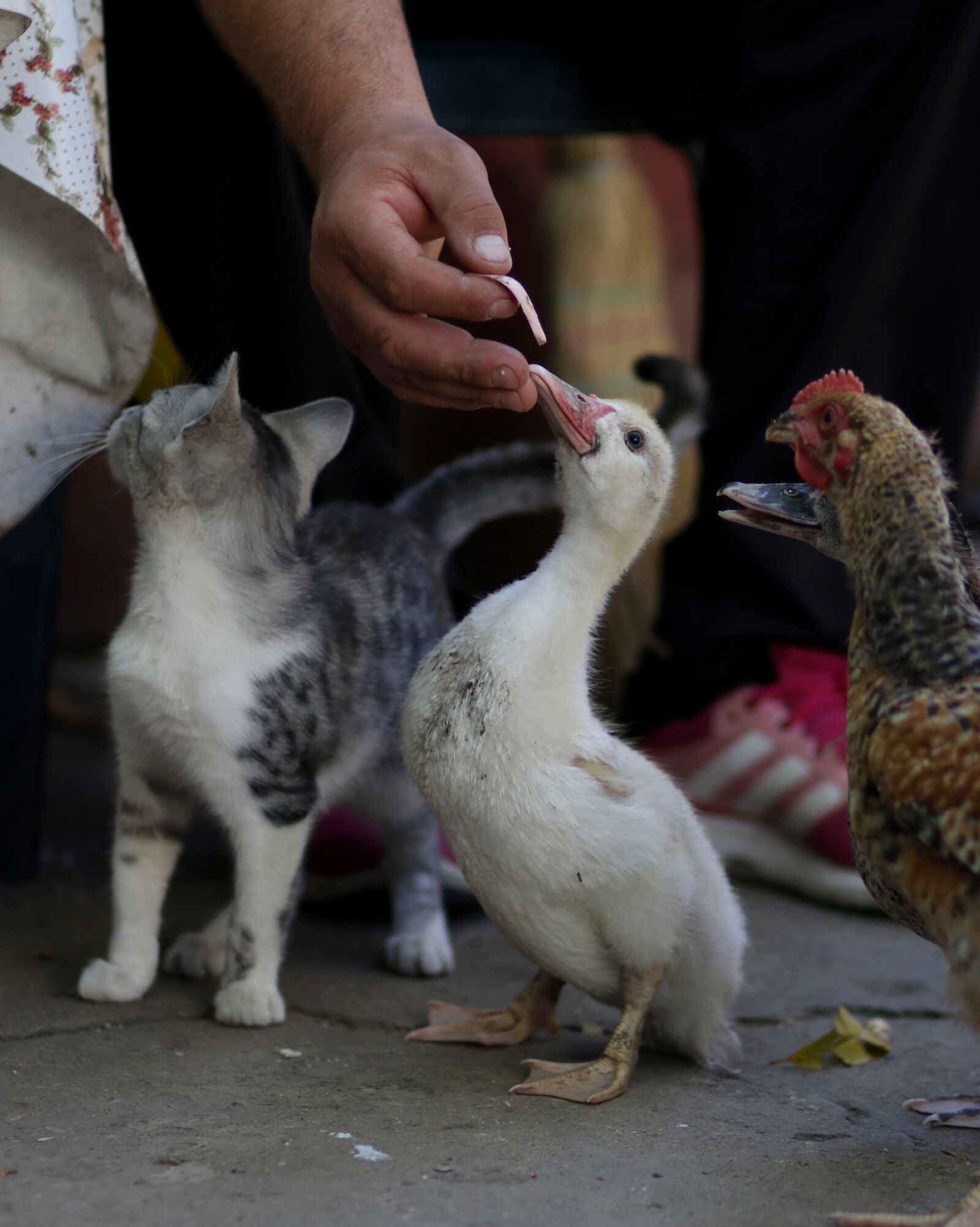 Canon EF 85mm F1.8 USM sample photo. Cat, rate, chicken photography