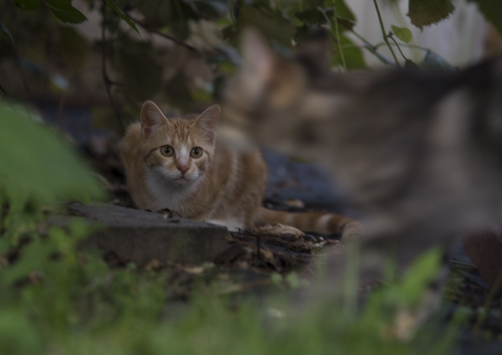 Nikon D810 sample photo. Nature, animal, outdoors photography