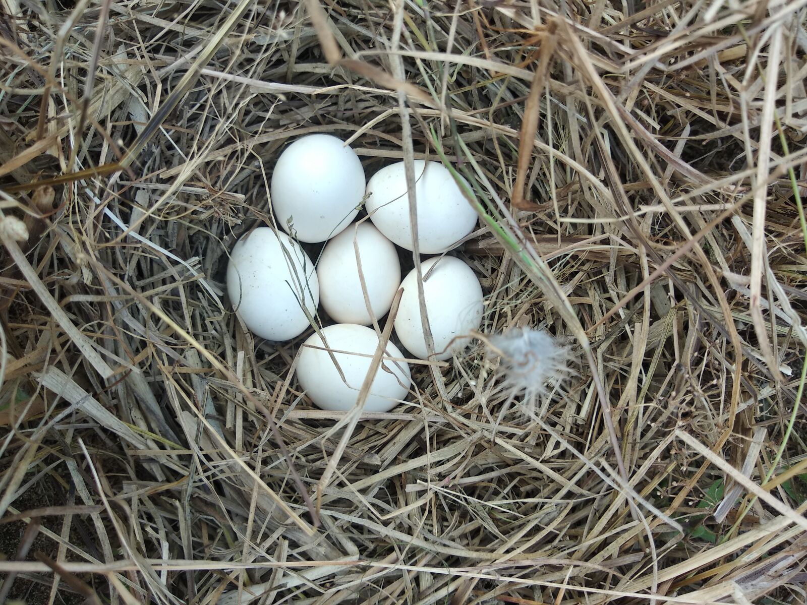 Xiaomi Redmi Note 5 sample photo. Eggs, nest, nest with photography