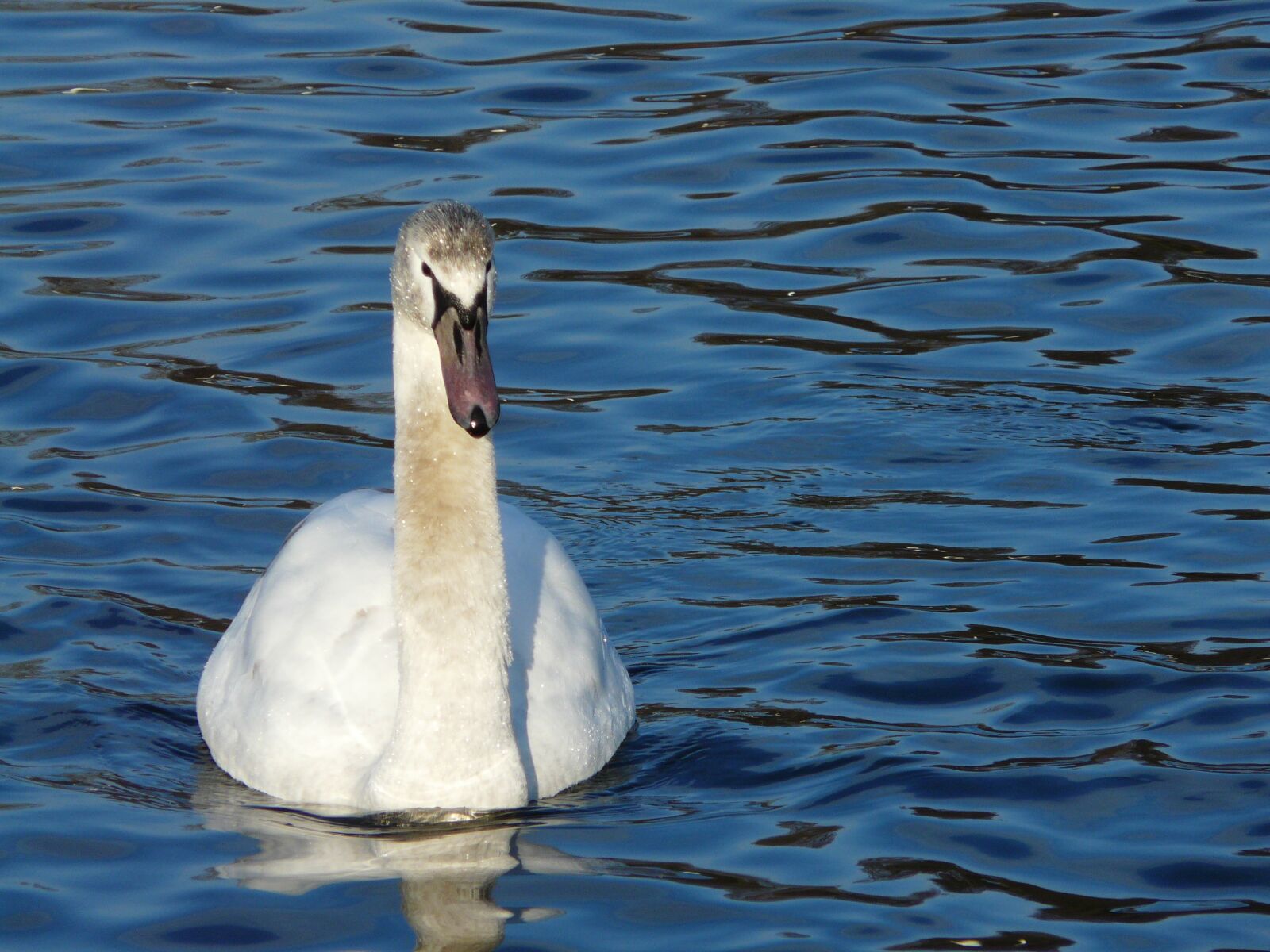 Panasonic DMC-FZ18 sample photo. Birds, swan, lake photography