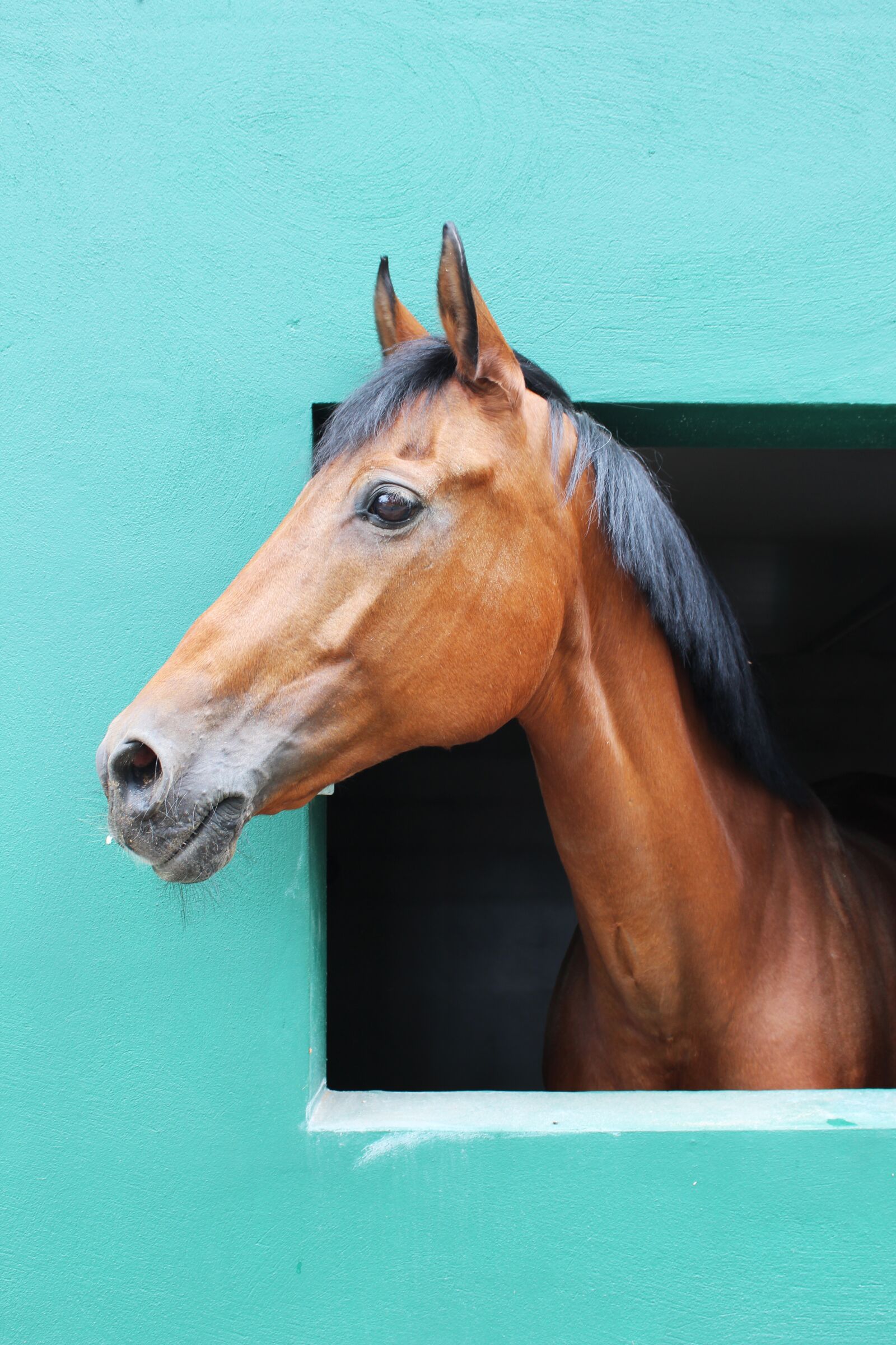 Canon EOS 600D (Rebel EOS T3i / EOS Kiss X5) sample photo. Horse, stable, equestrian center photography
